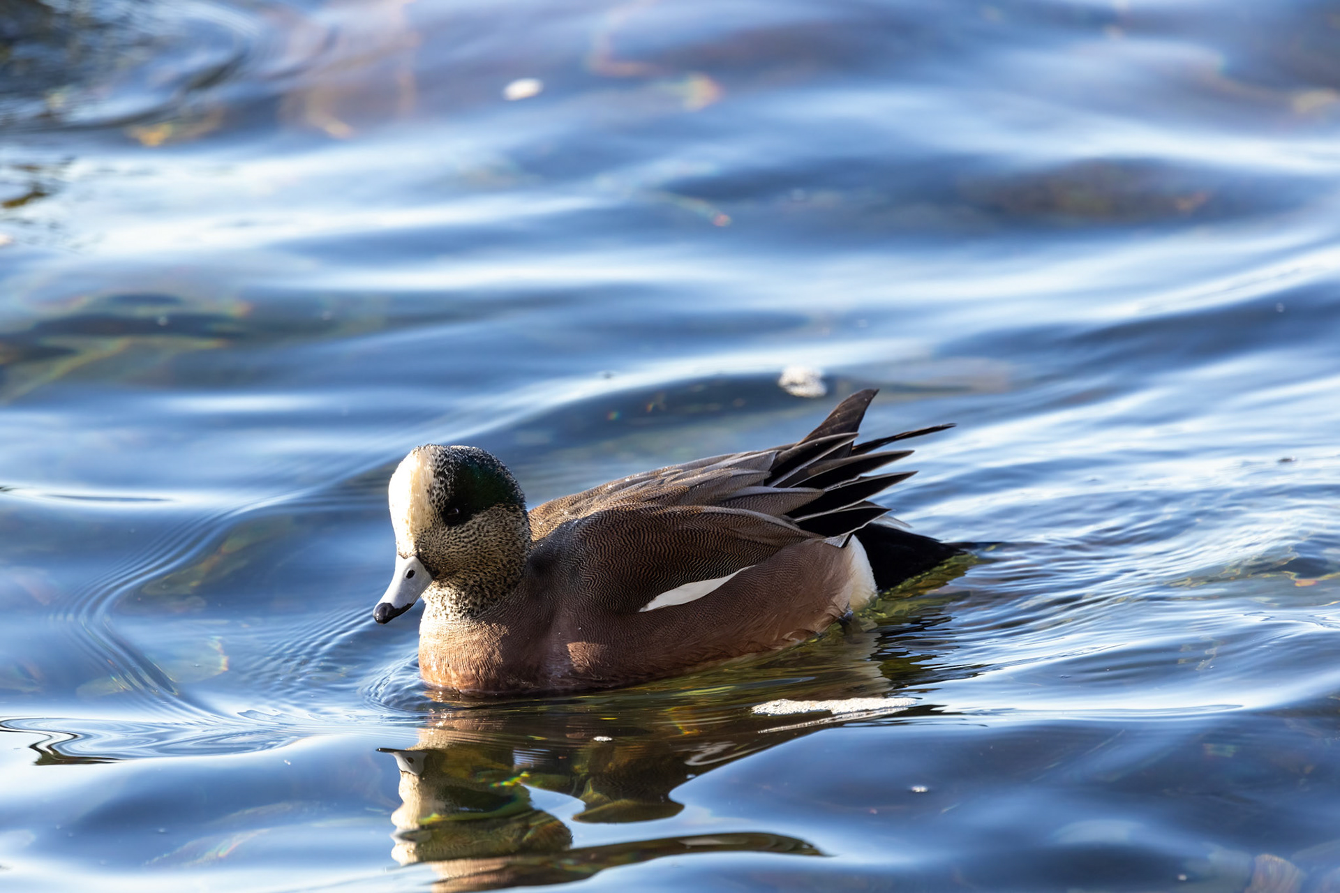 American Widgeon (?) near Stanley Park