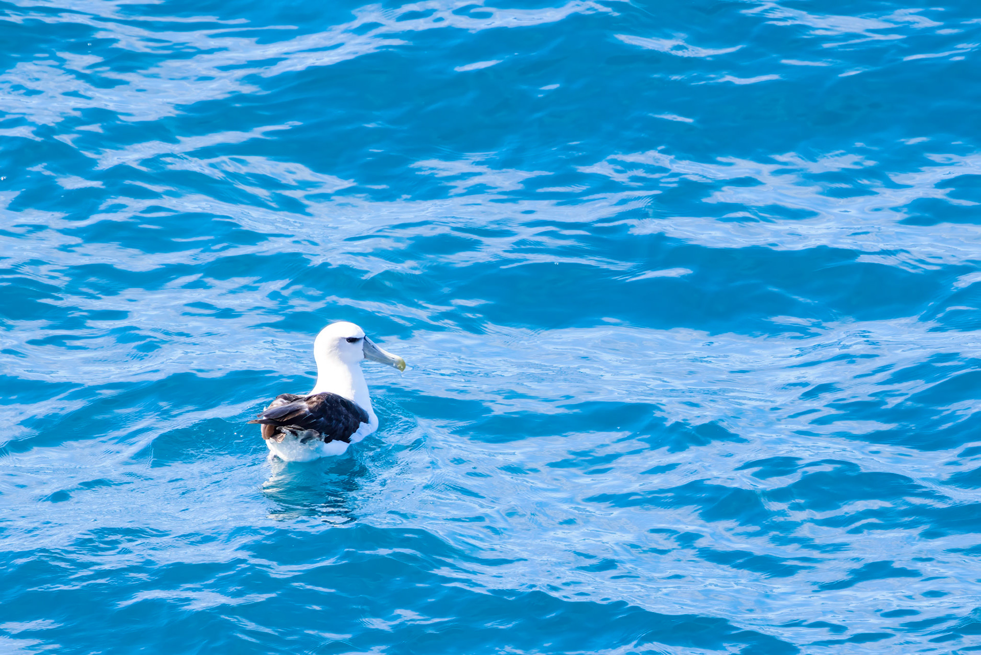 White-capped Albatross