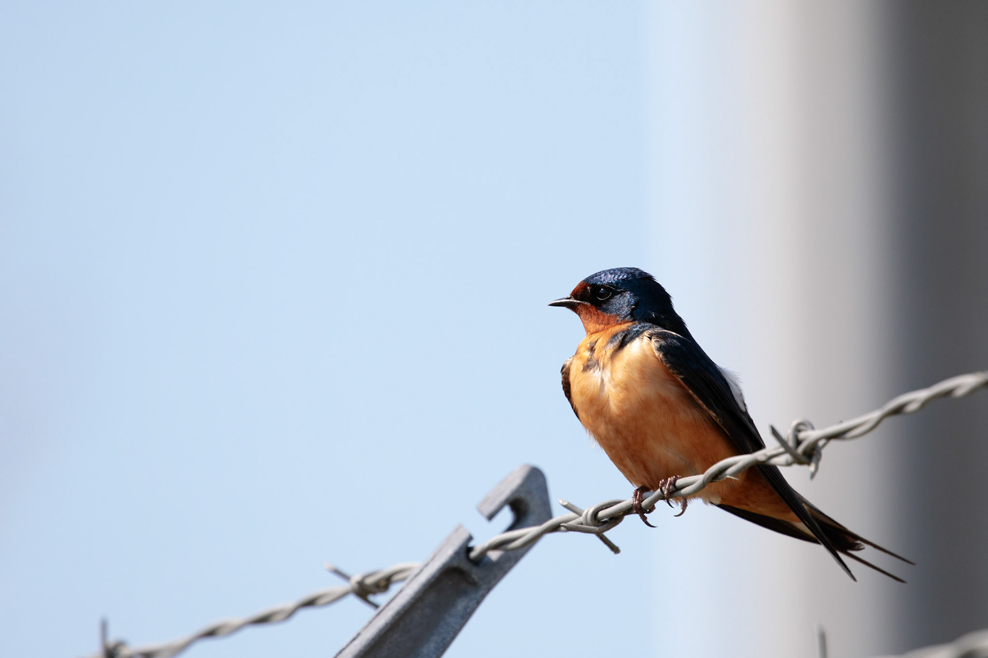 Cliff Swallow