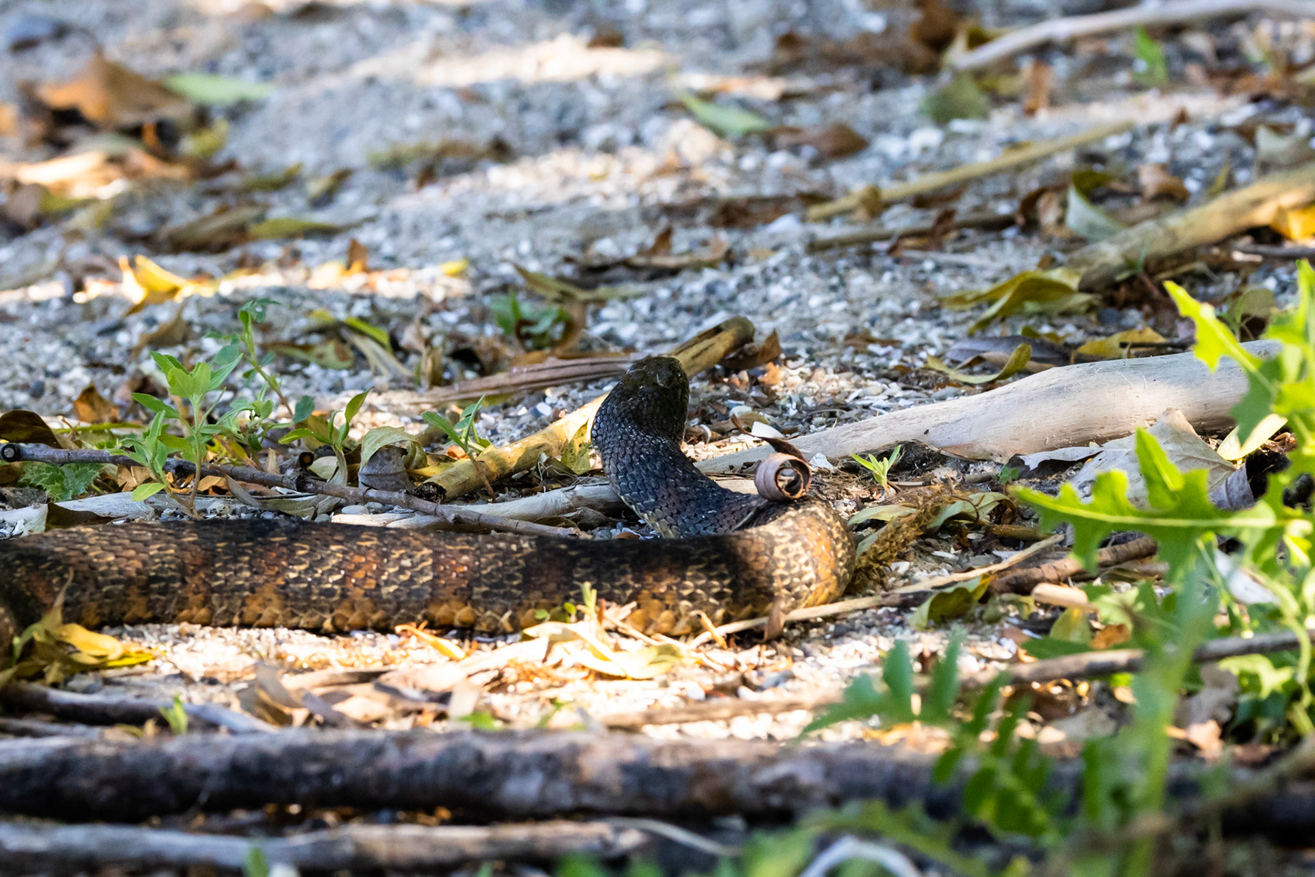Rat snake (?) in brush by Lake Ontario, pursuing a Killdeer