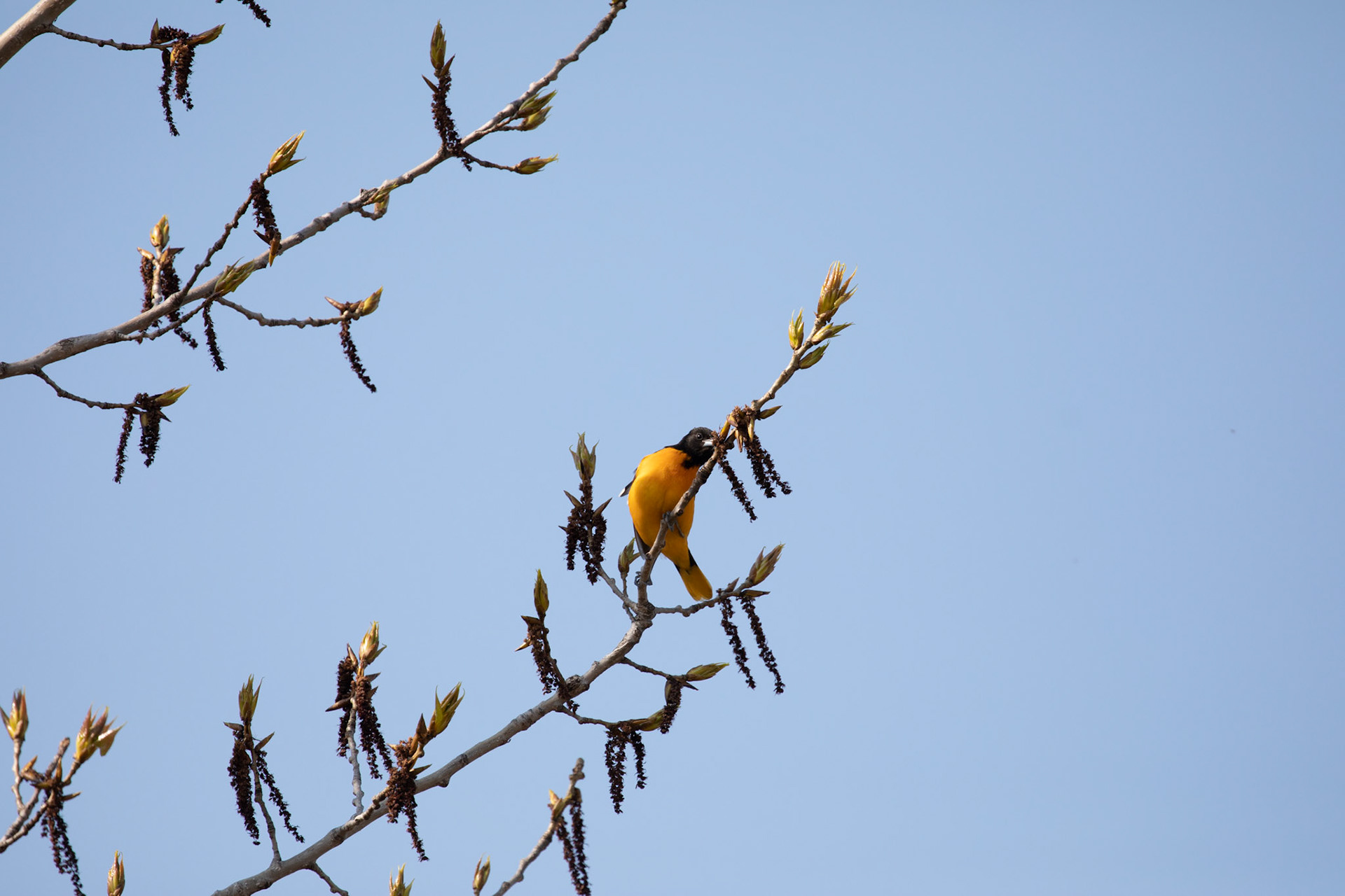 Baltimore Oriole (M)