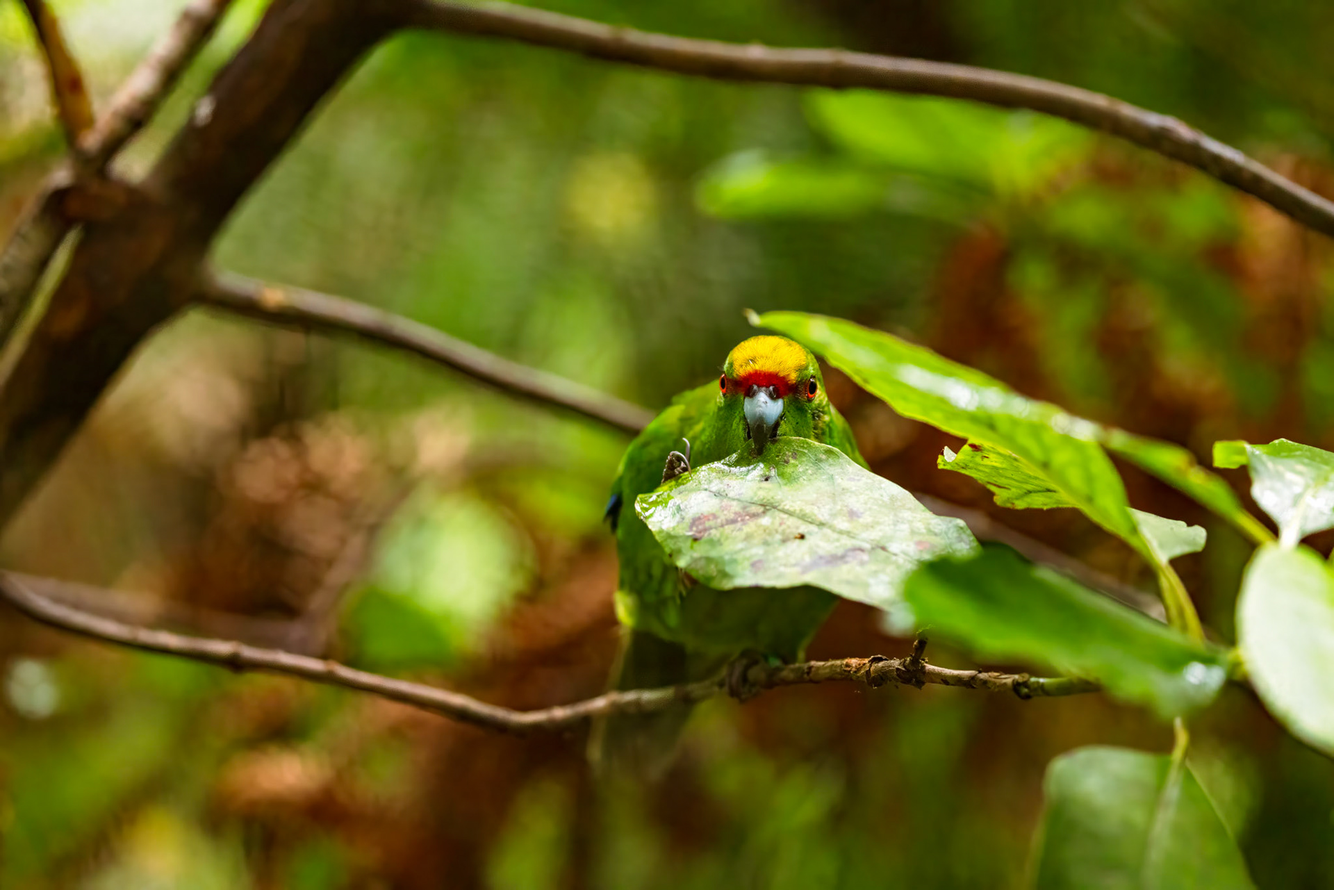 Yellow-crowned Parakeet