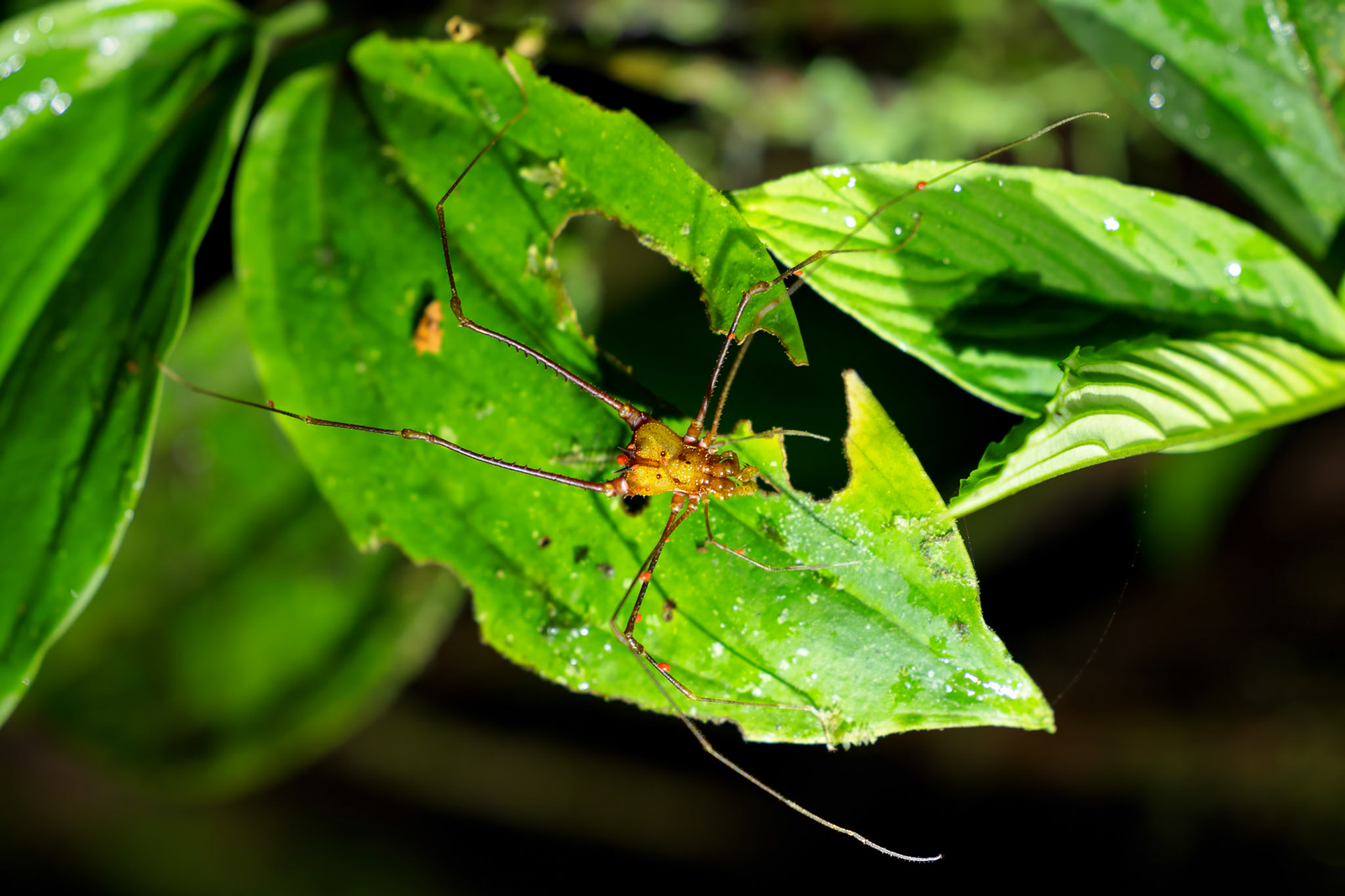 Tiger Spider