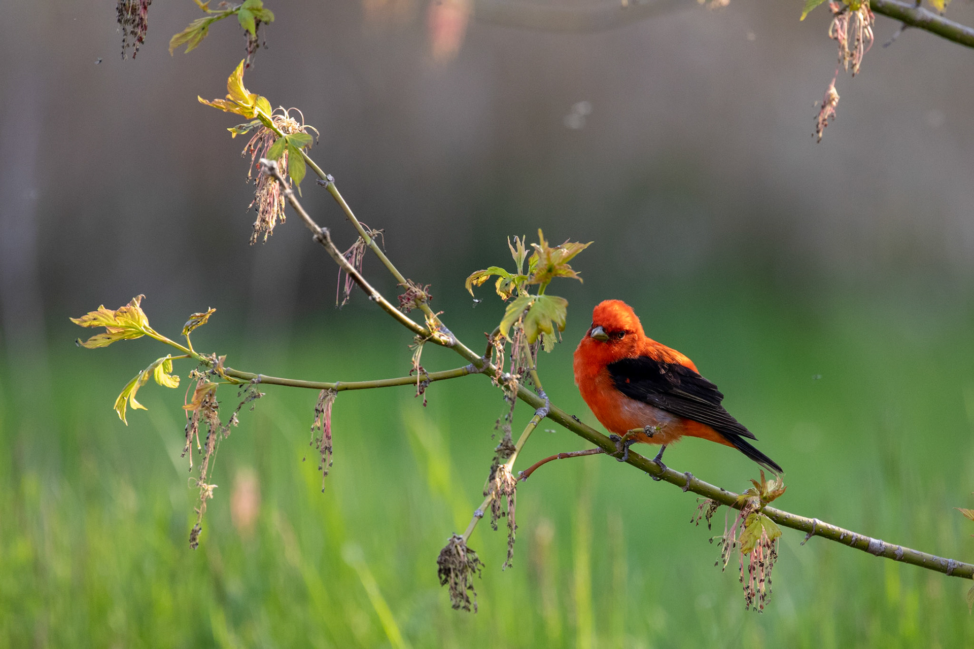 Scarlet Tanager (M)