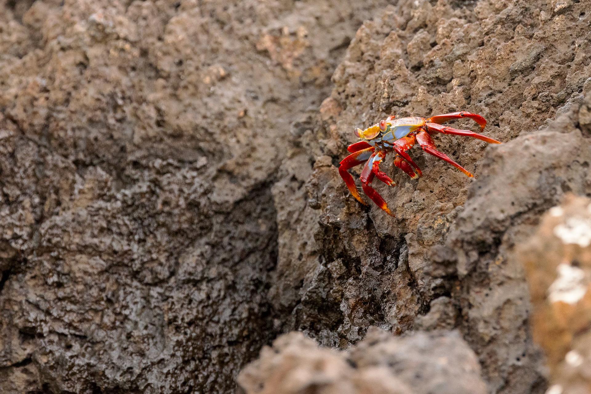 Sally Lightfoot Crab