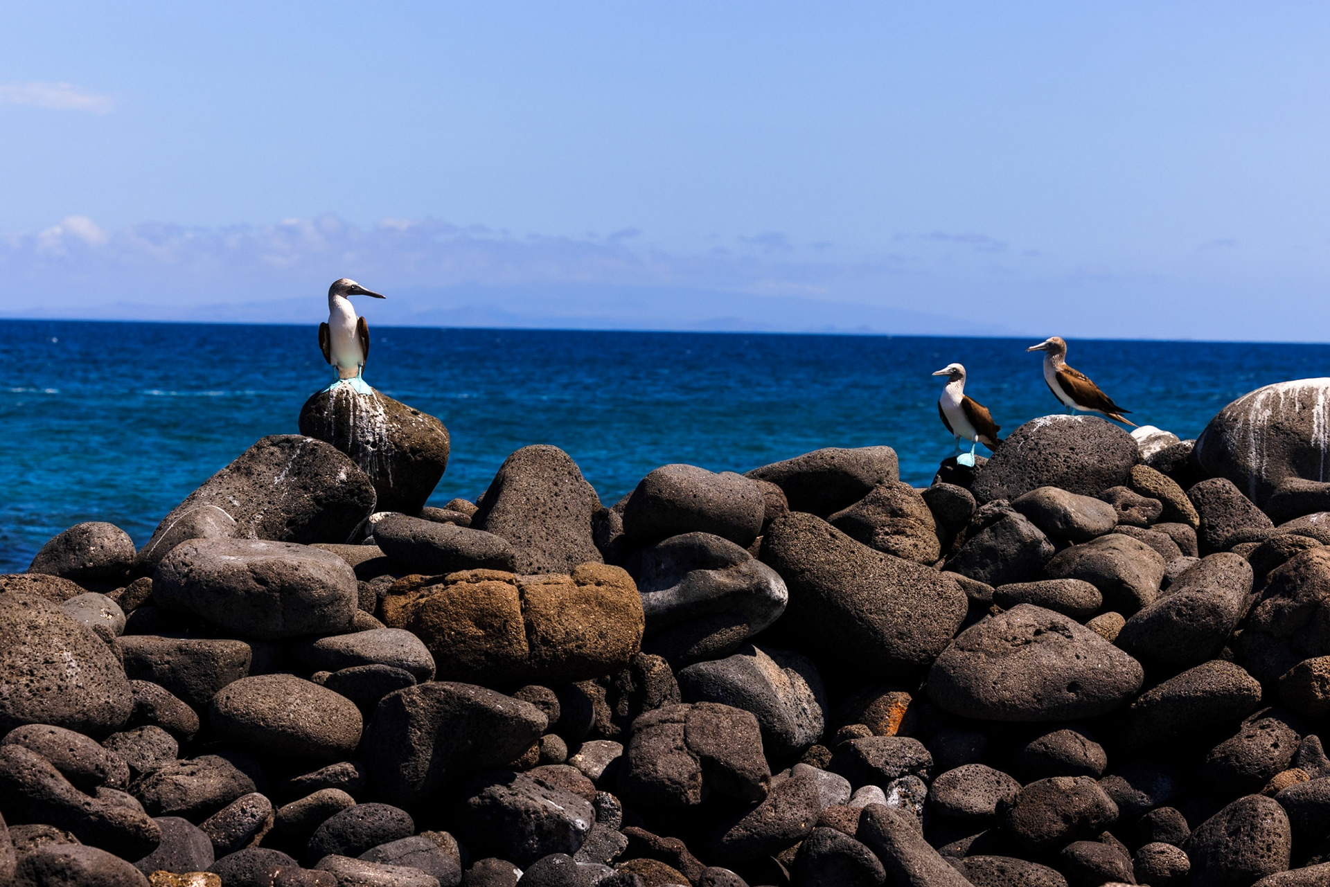 Blue-footed Booby