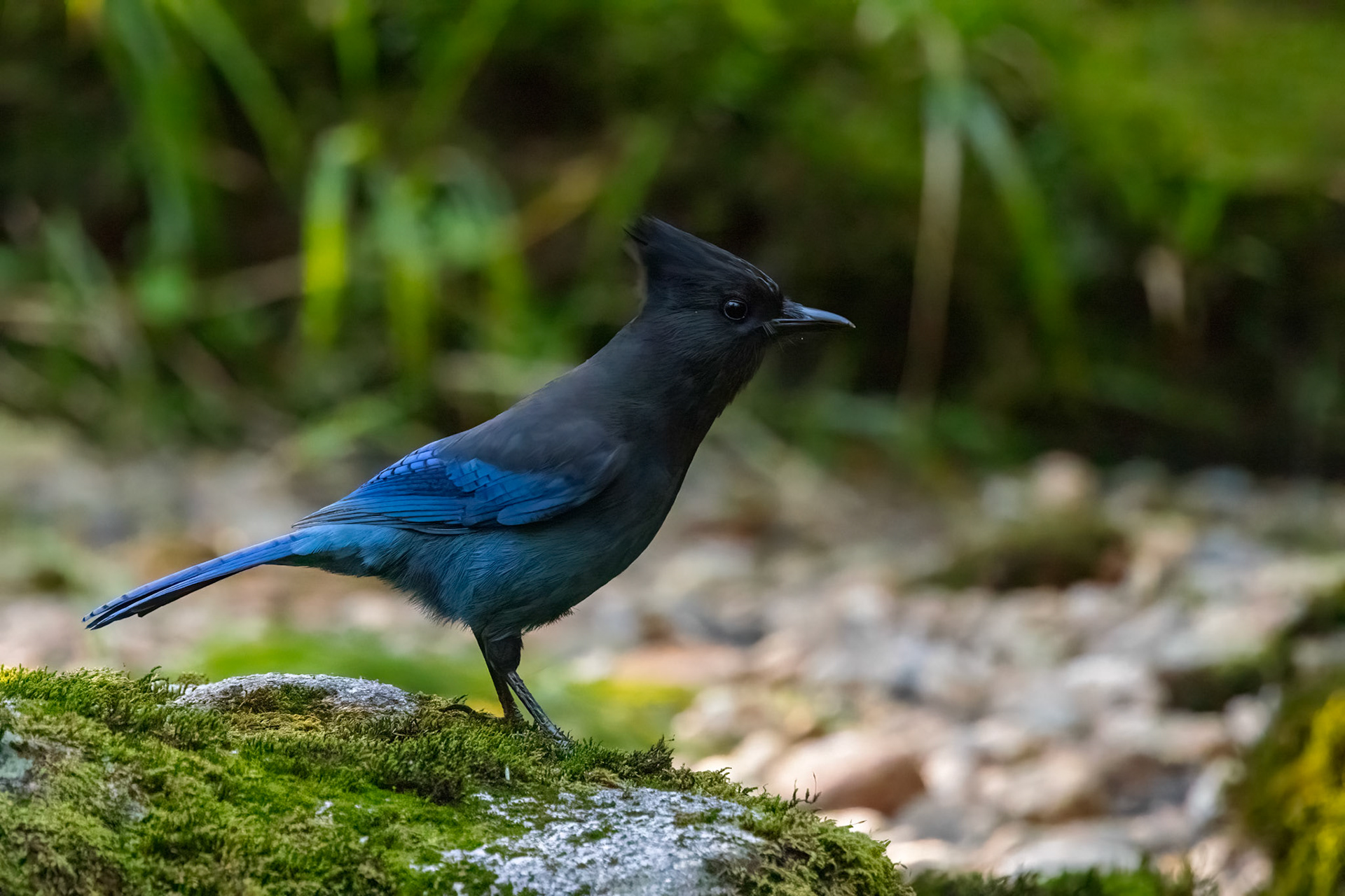 Steller's Jay - this bird was hopping around the rocks looking for salmon roe to eat