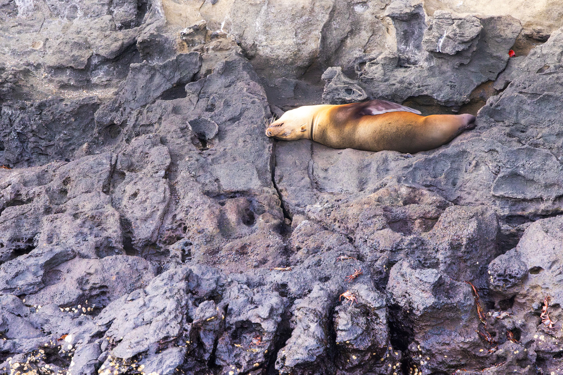 Sea Lion