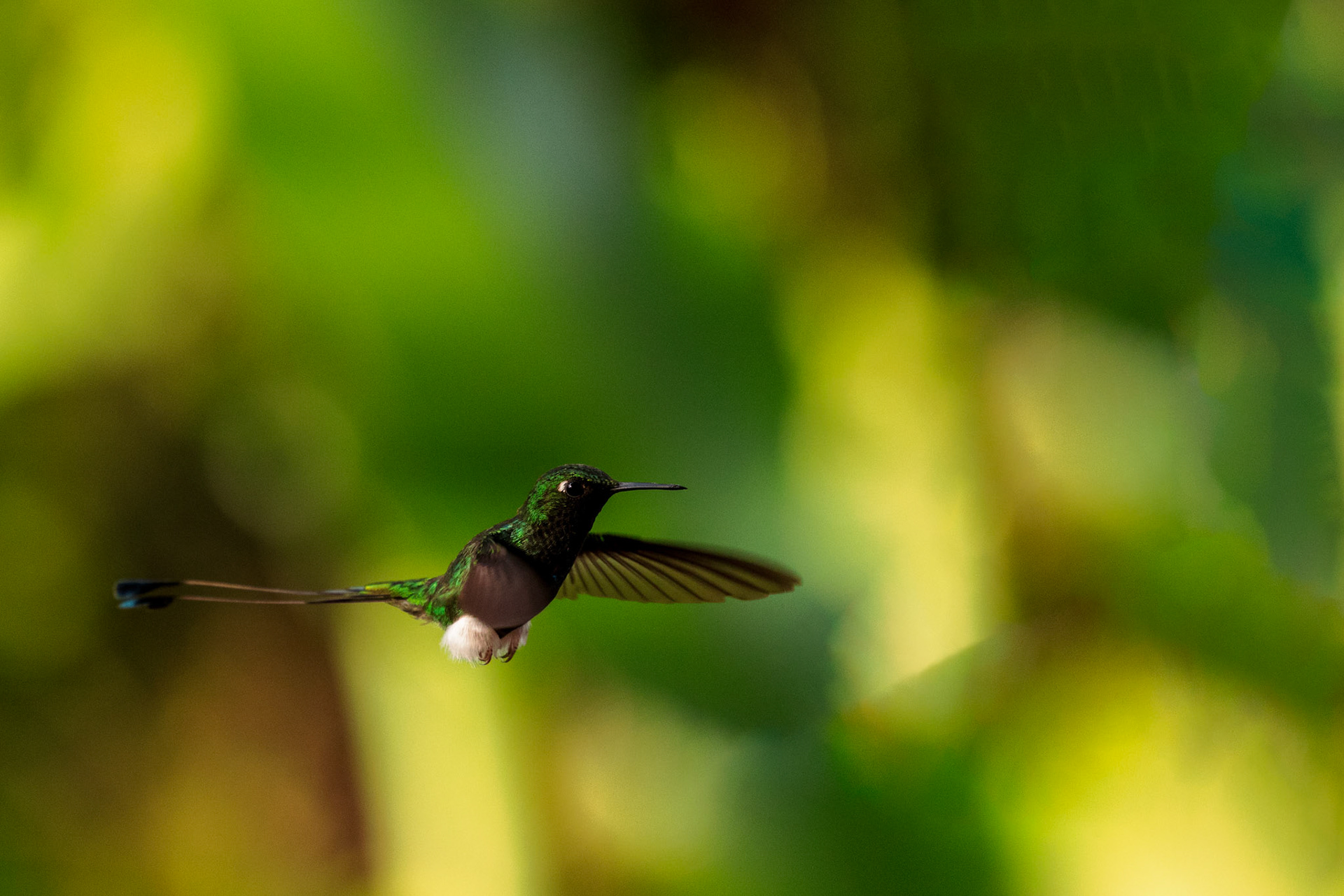 White-booted Racket-tail