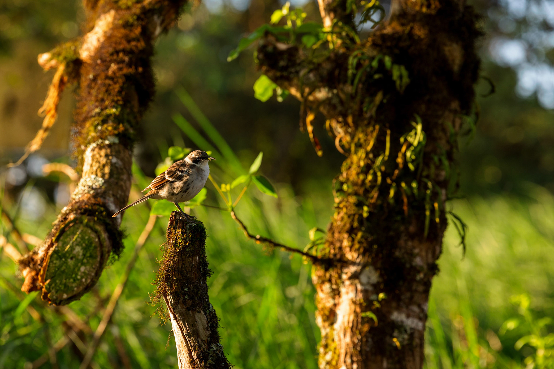 Galapagos Mockingbird