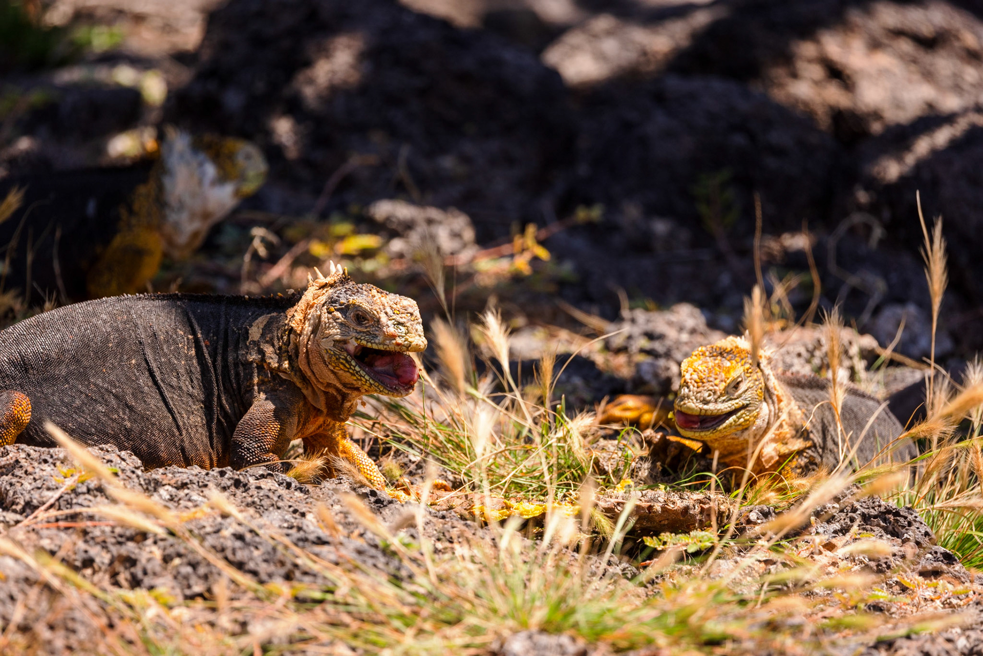 Land Iguanas eating Prickly Pear Cactus