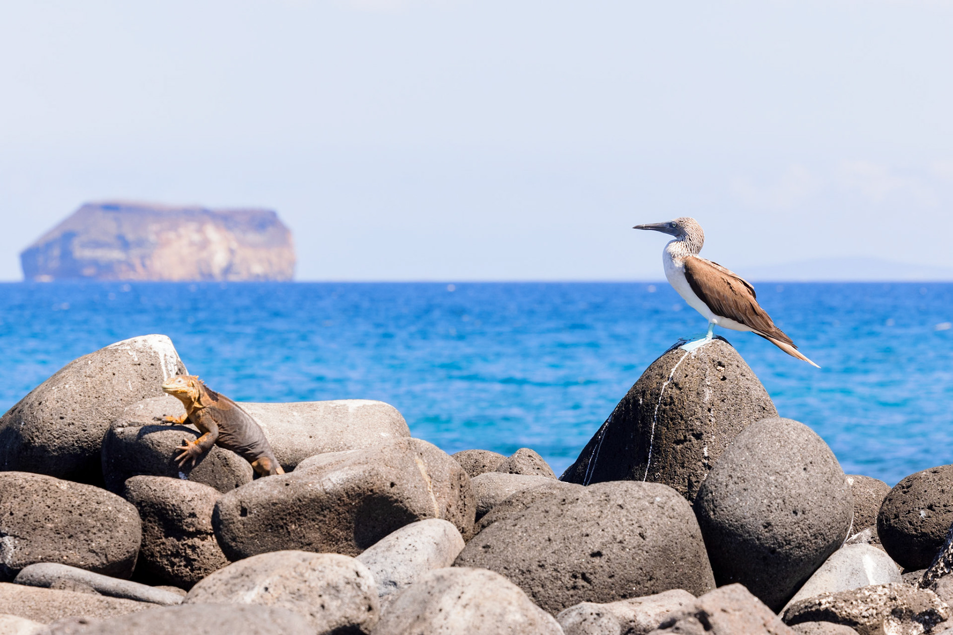 Blue-footed Booby