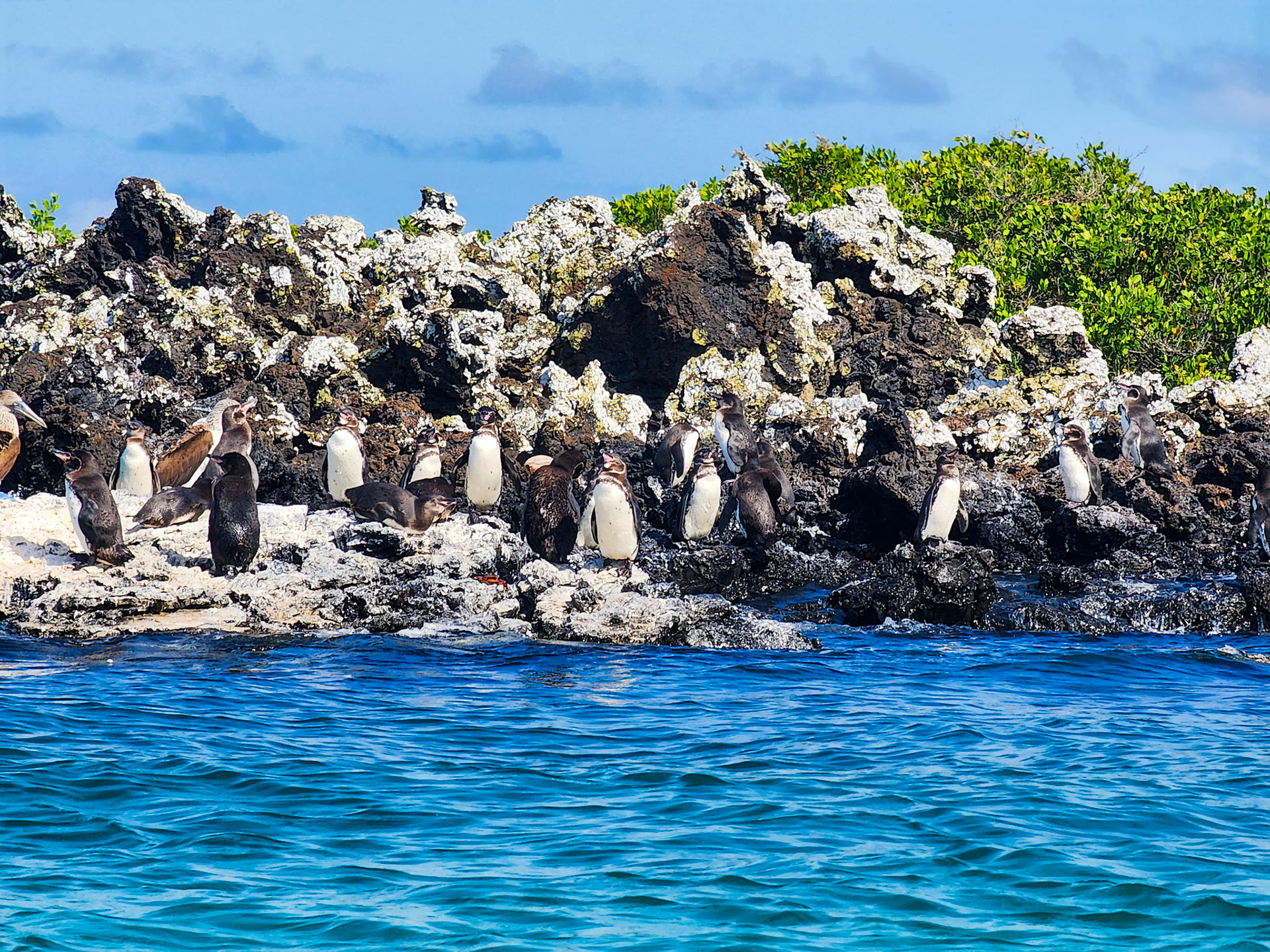 Galapagos Penguins