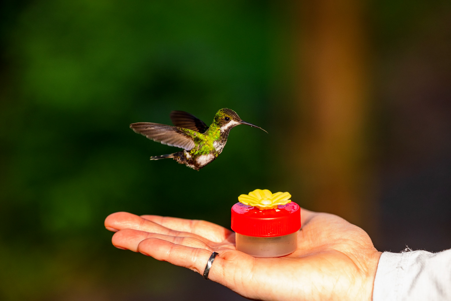 Green Thorntail (F)