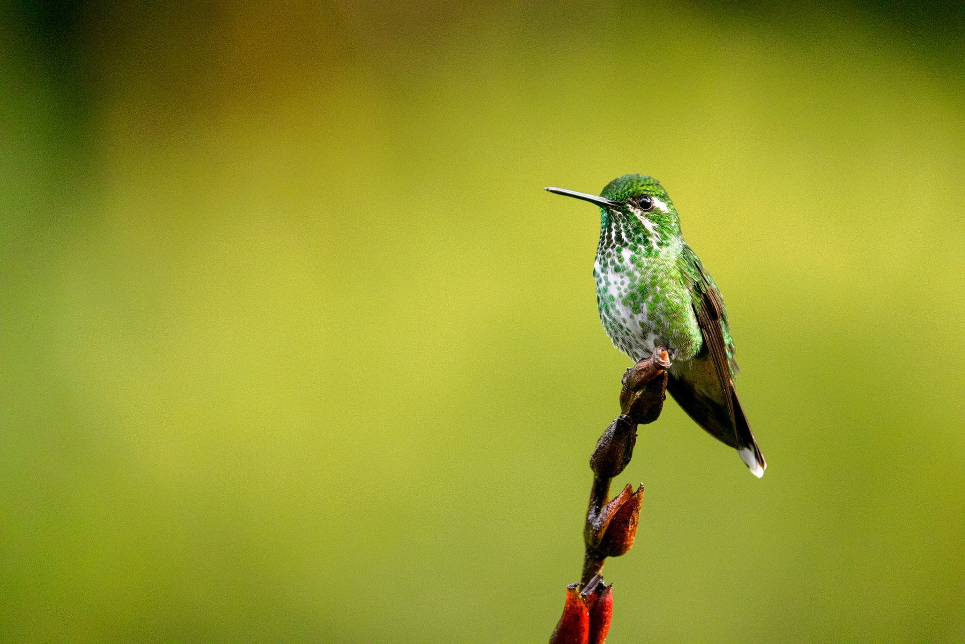 Purple-bibbed Whitetip (F)