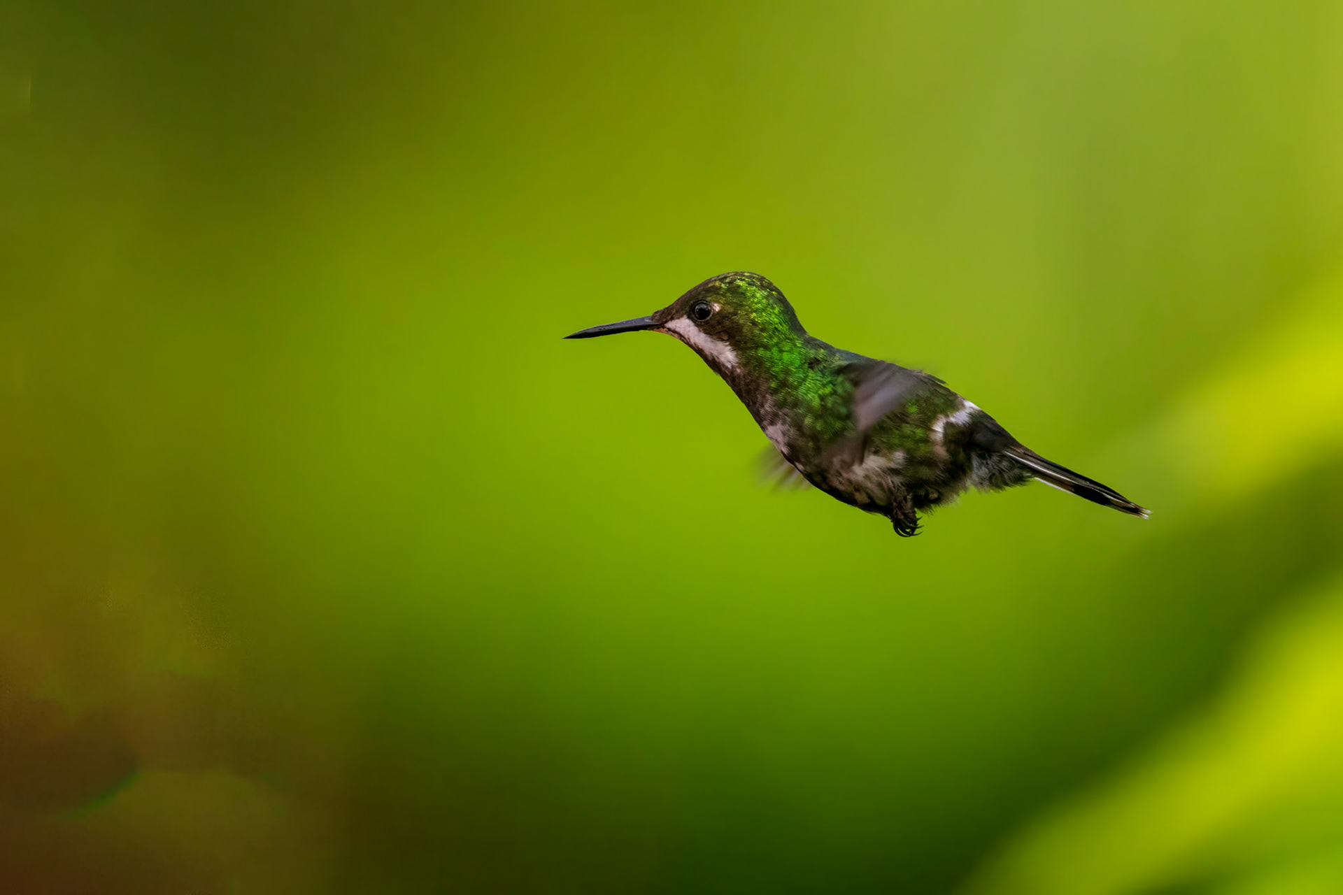 Green Thorntail (F)