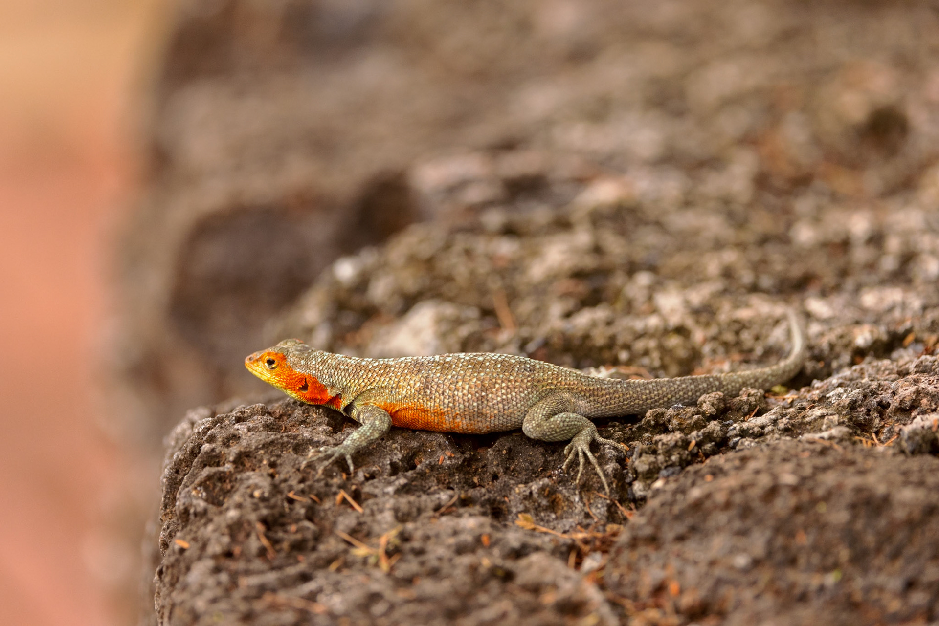 Lava Lizard (F)