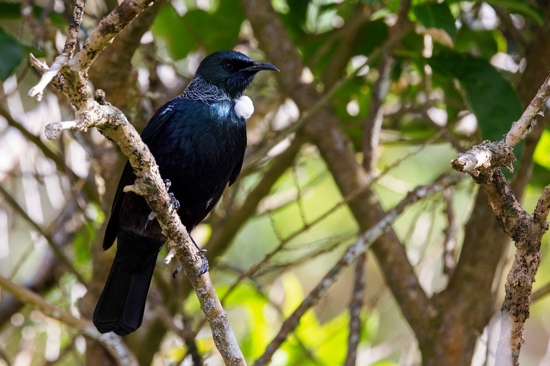 Tui