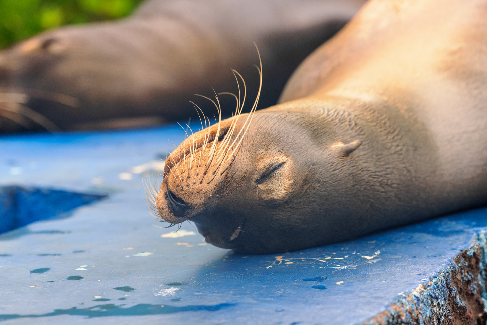Sea Lion, with visible scar from boat prop