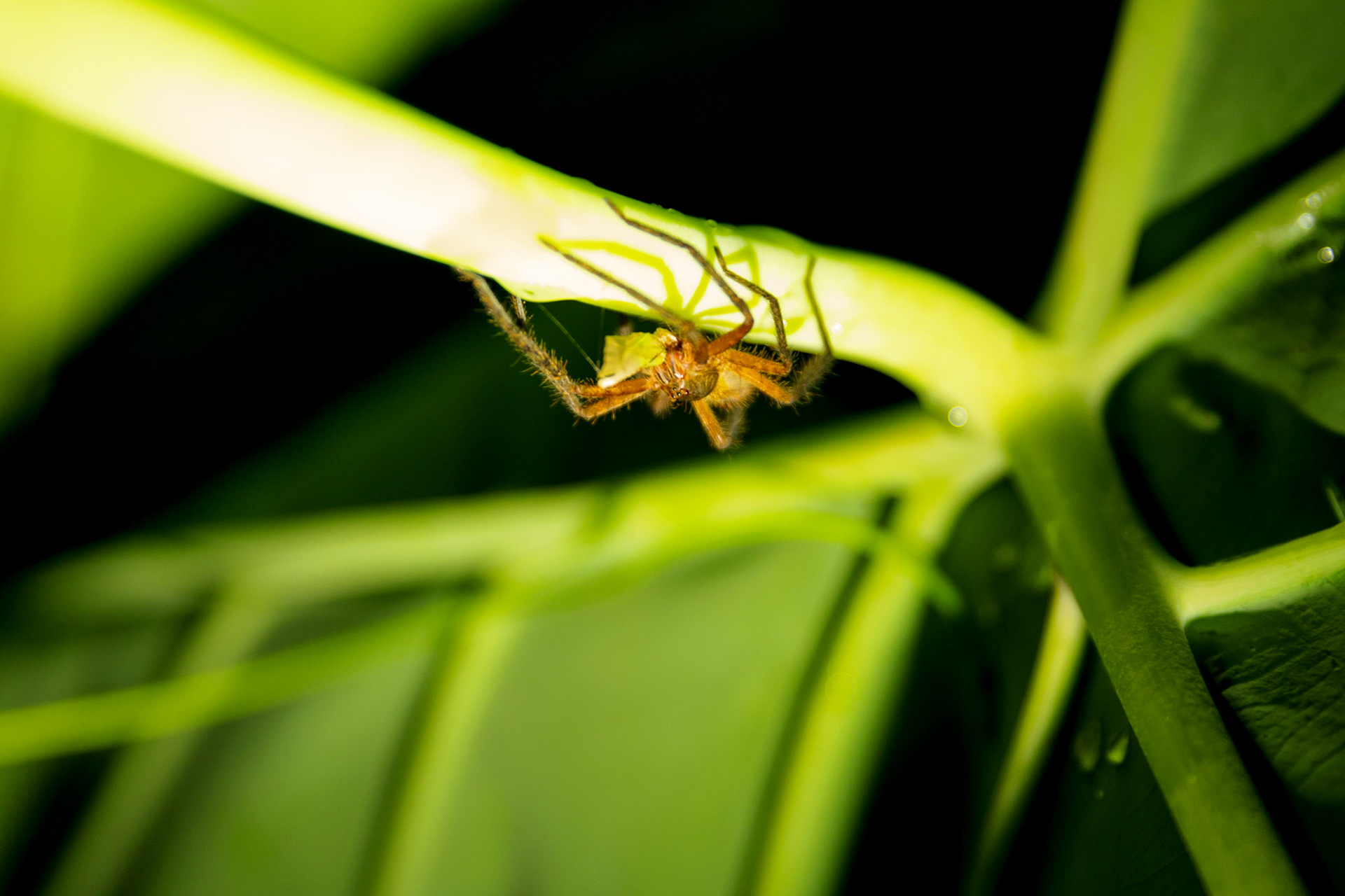 Baby tarantula with cricket
