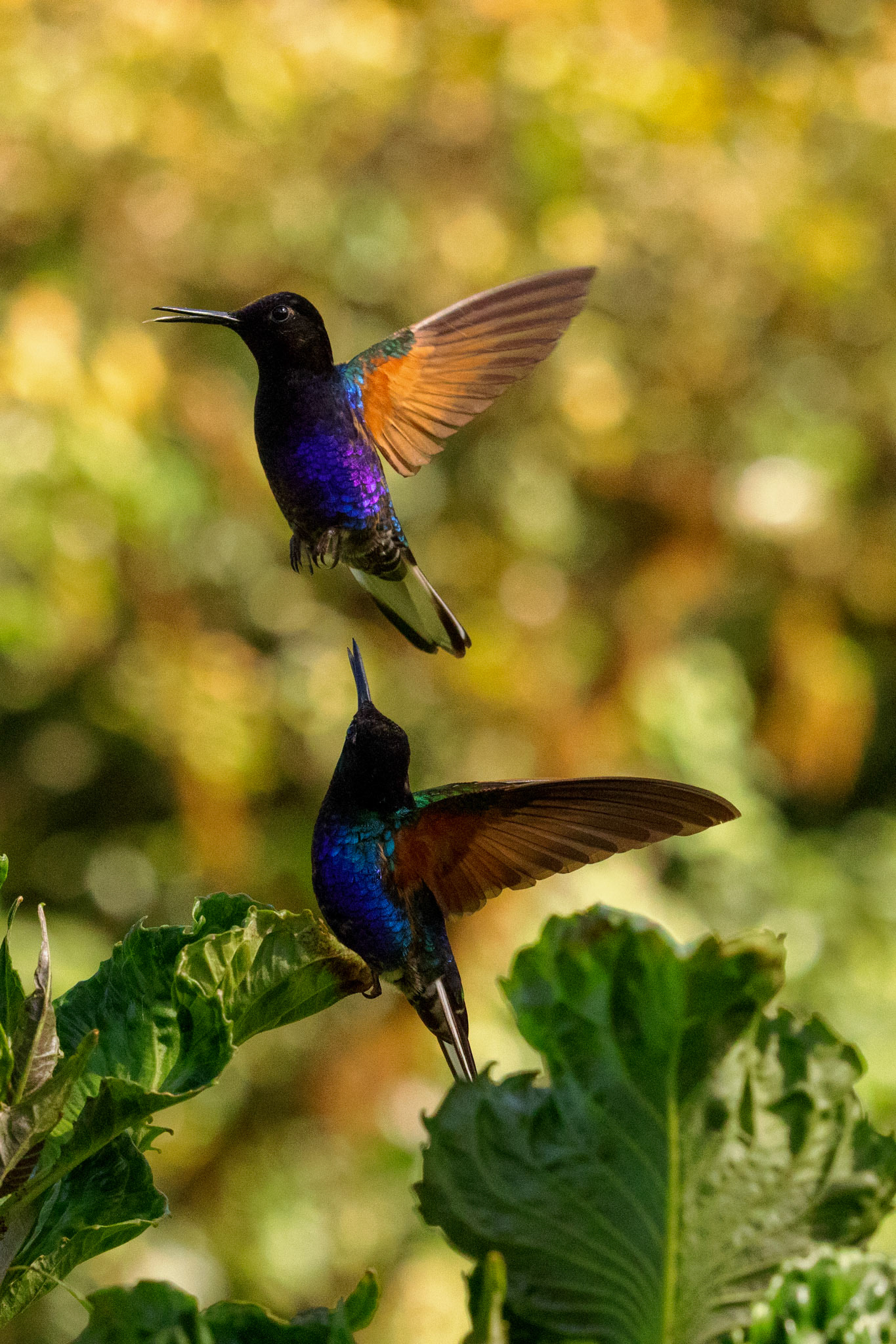 Velvet-purple Coronets
