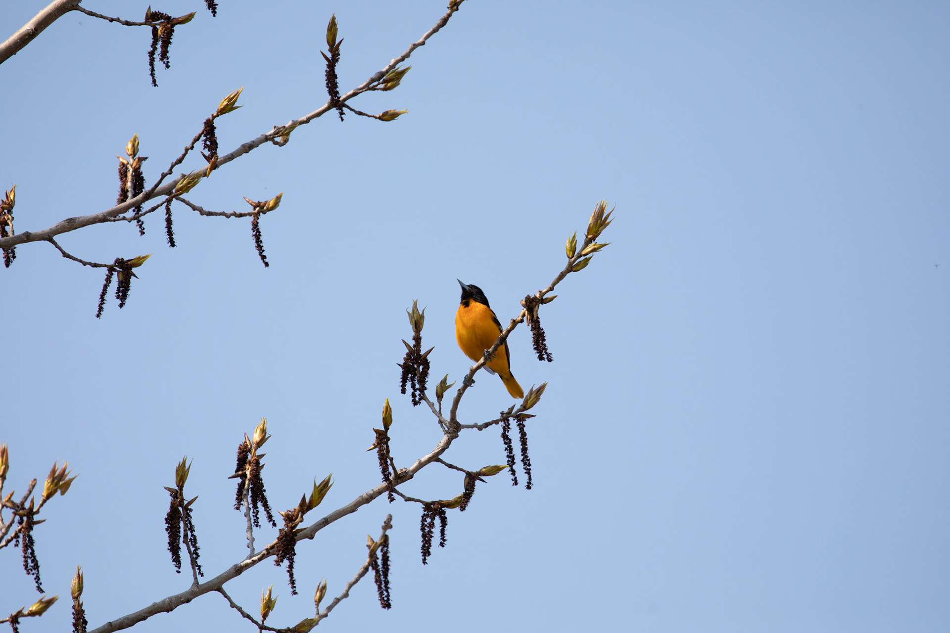 Baltimore Oriole (M)