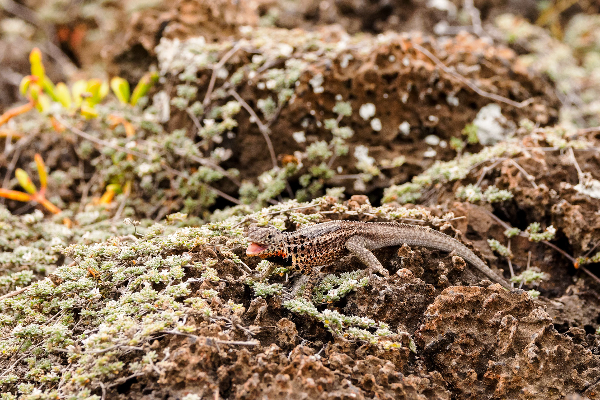 Lava Lizard (M)