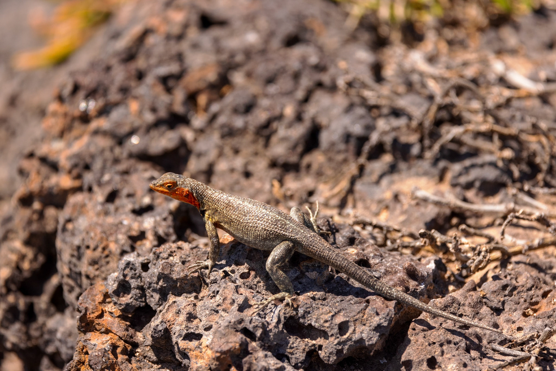 Lava Lizard (F)