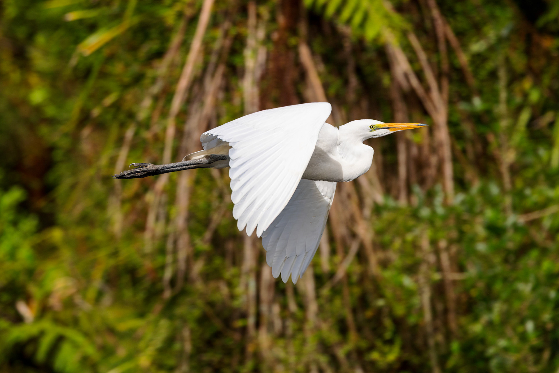 Eastern Great Egret (Immature)