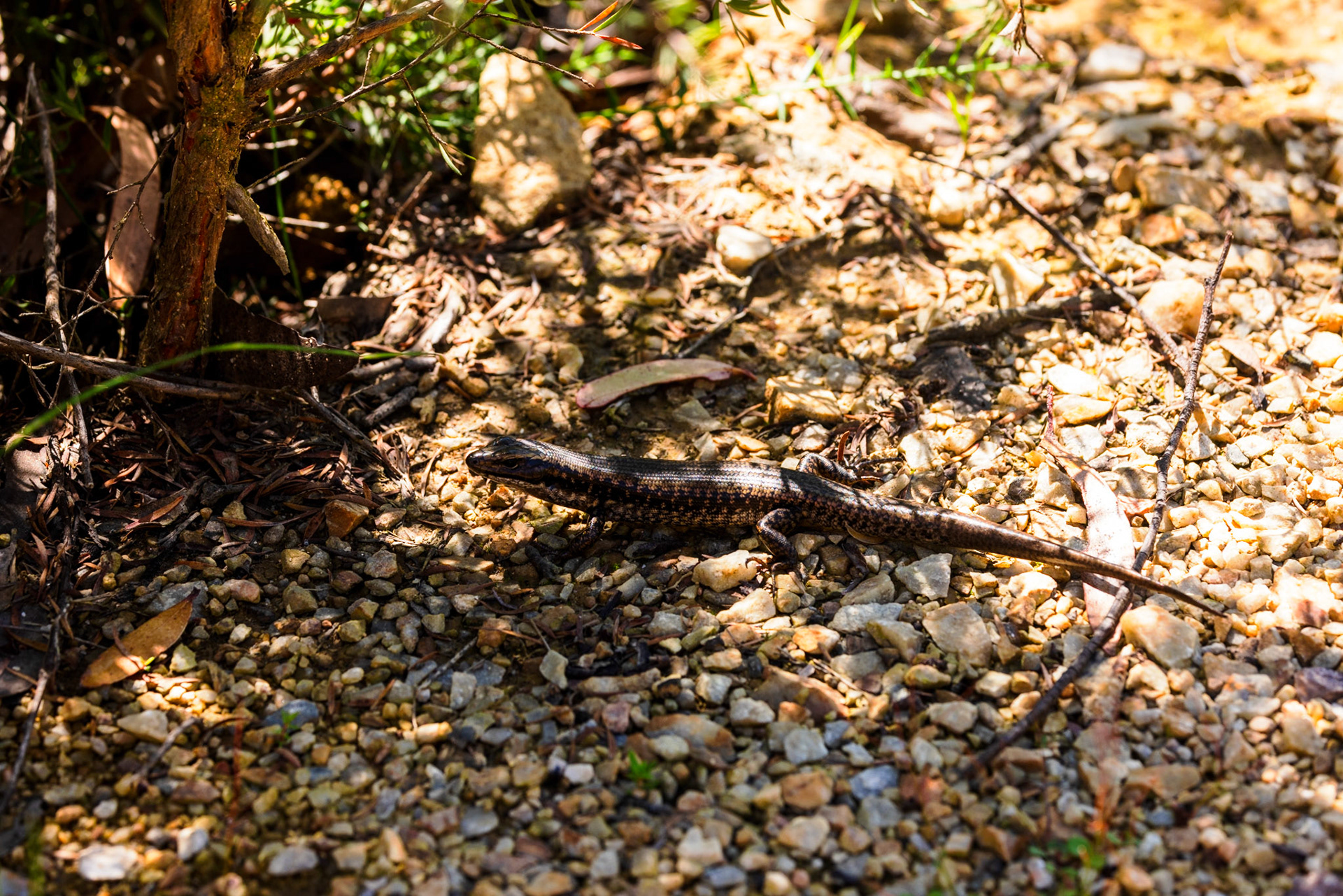 Eastern Water Skink