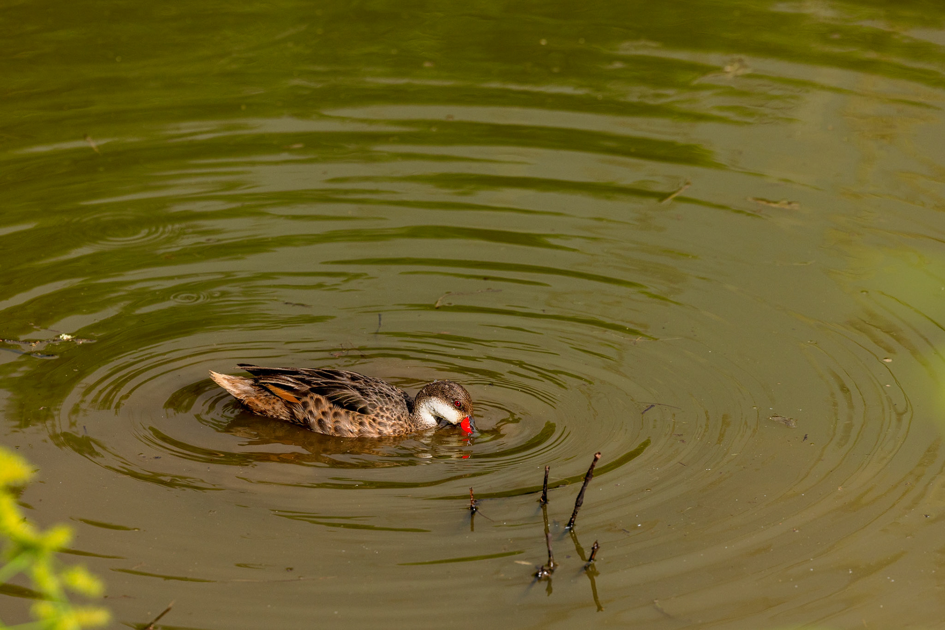 White-cheeked Pintail