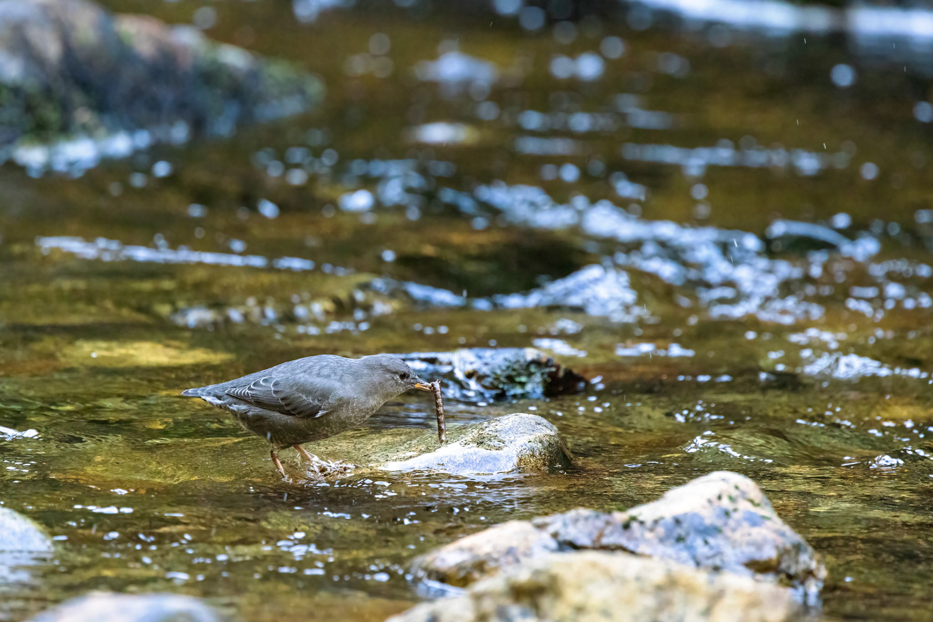 An American Dipper with some kind of aquatic larva