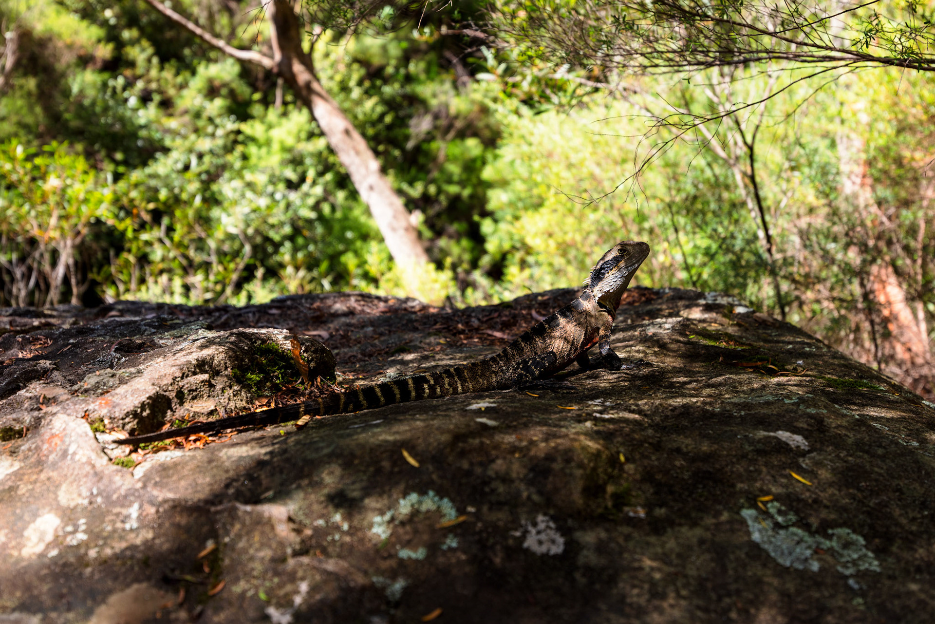 Australian Water Dragon