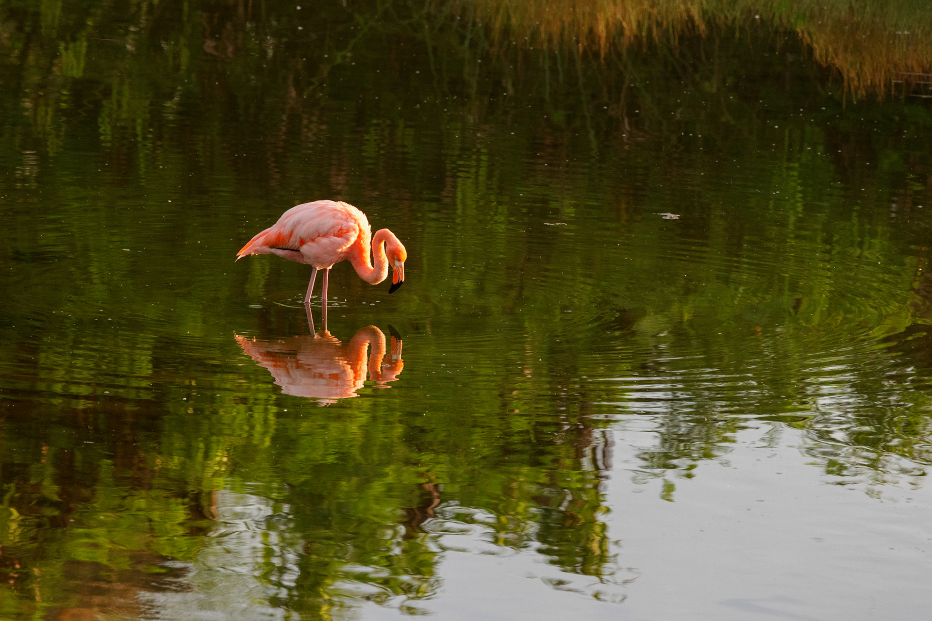 Flamingo