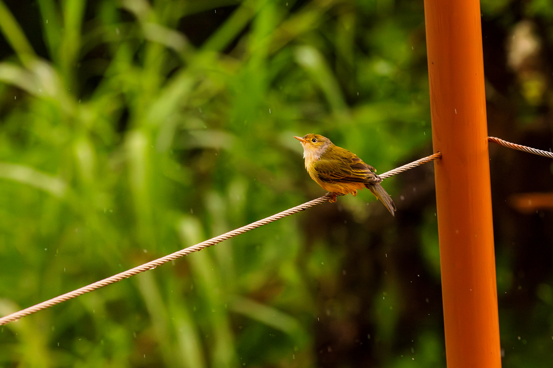 Galapagos Flycatcher