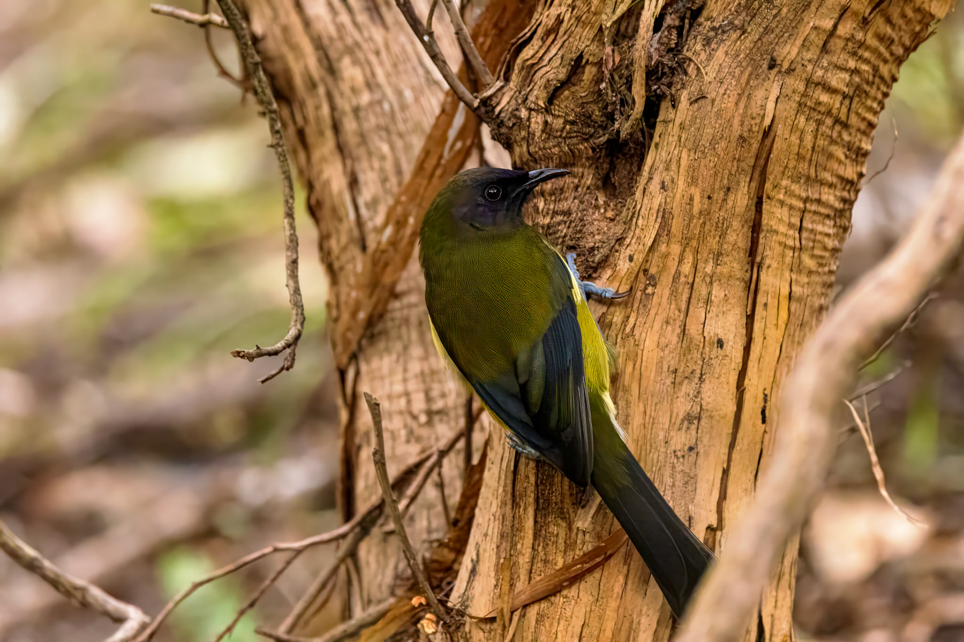 Bellbird