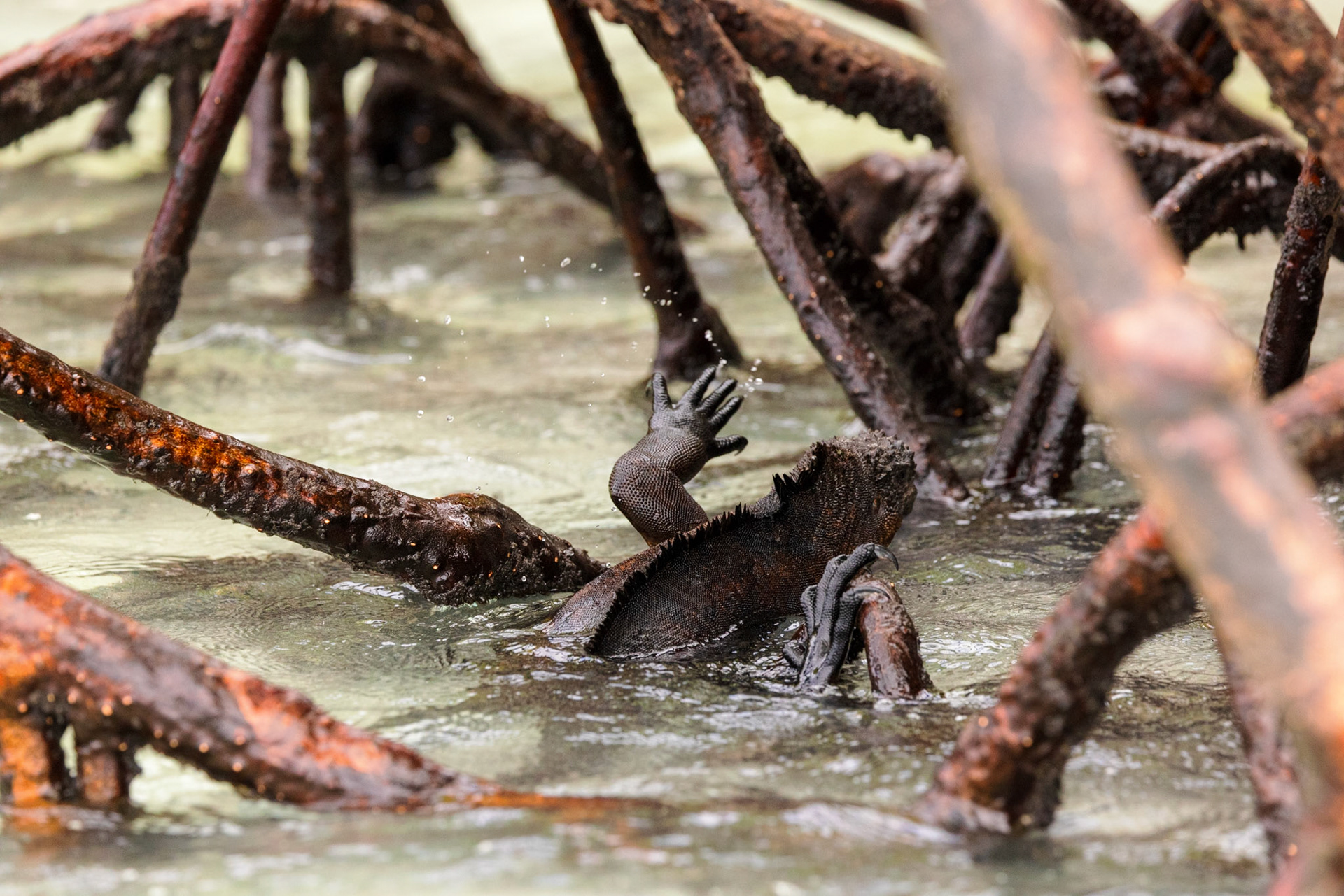 Marine Iguana