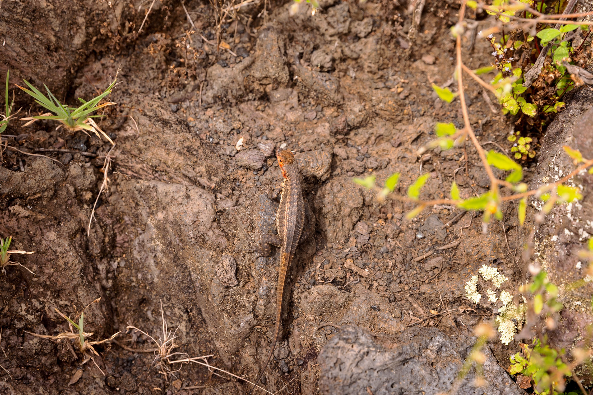 Lava lizard