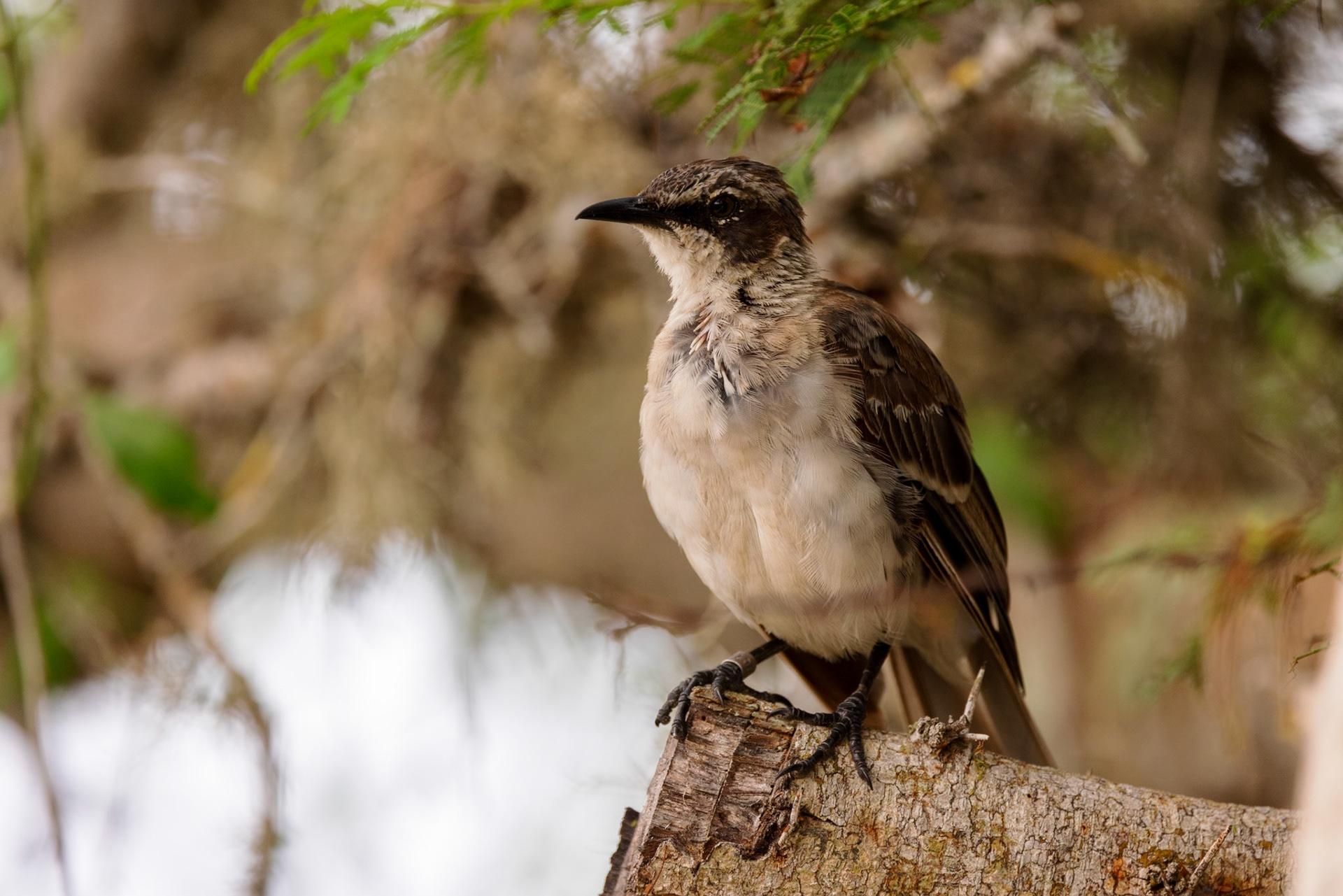 Galapagos Mockingbird