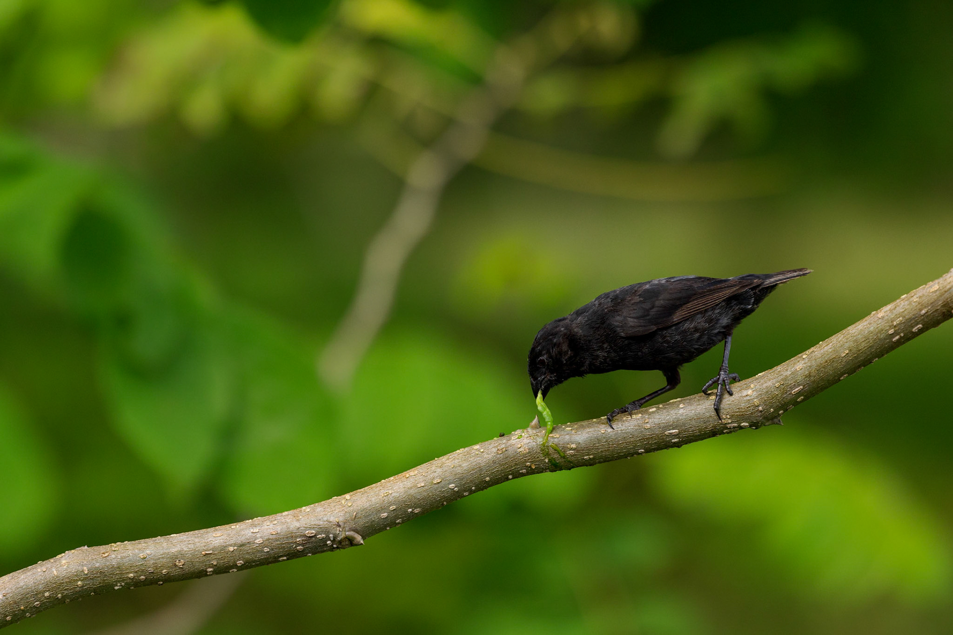 Galapagos Finch
