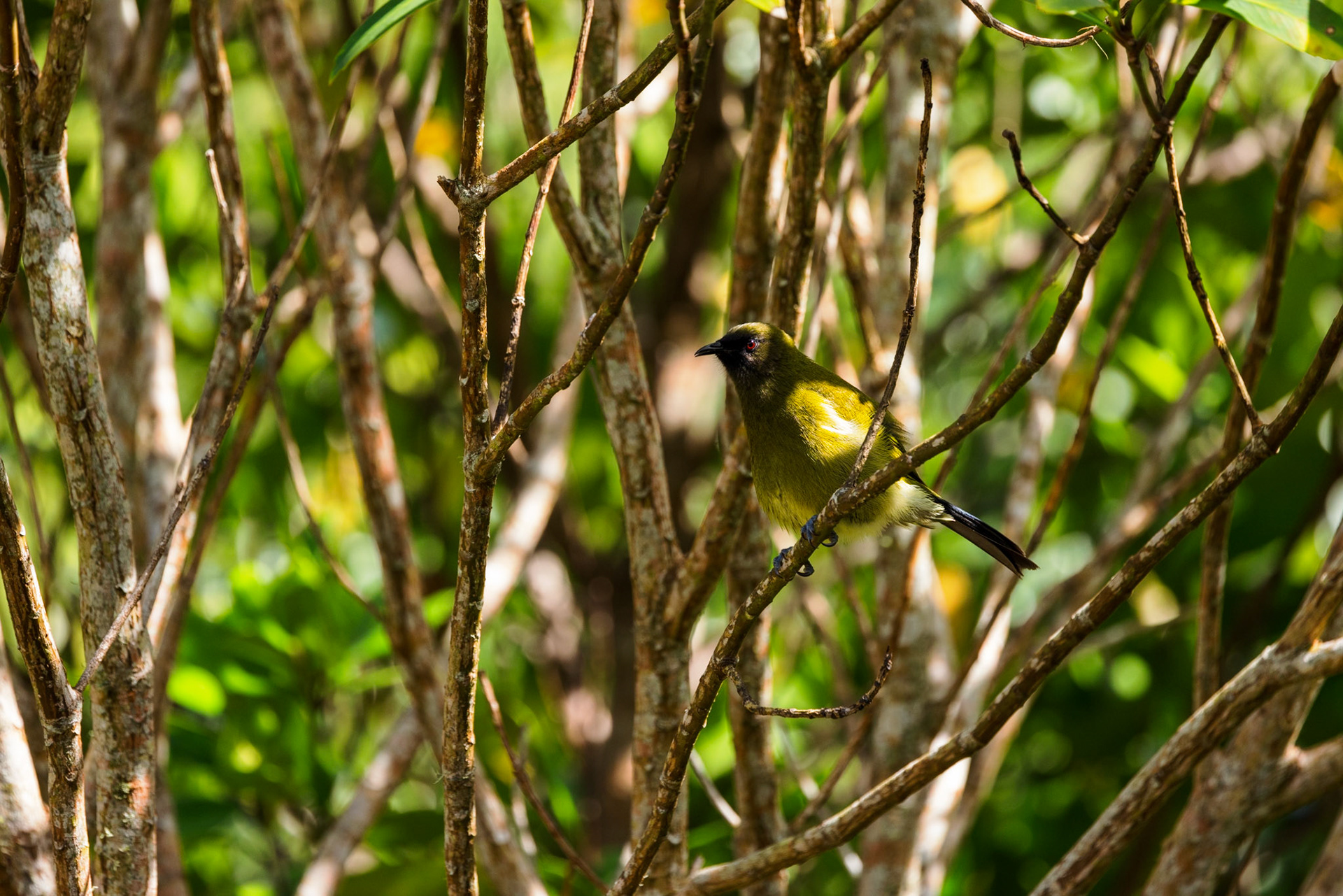 Bellbird