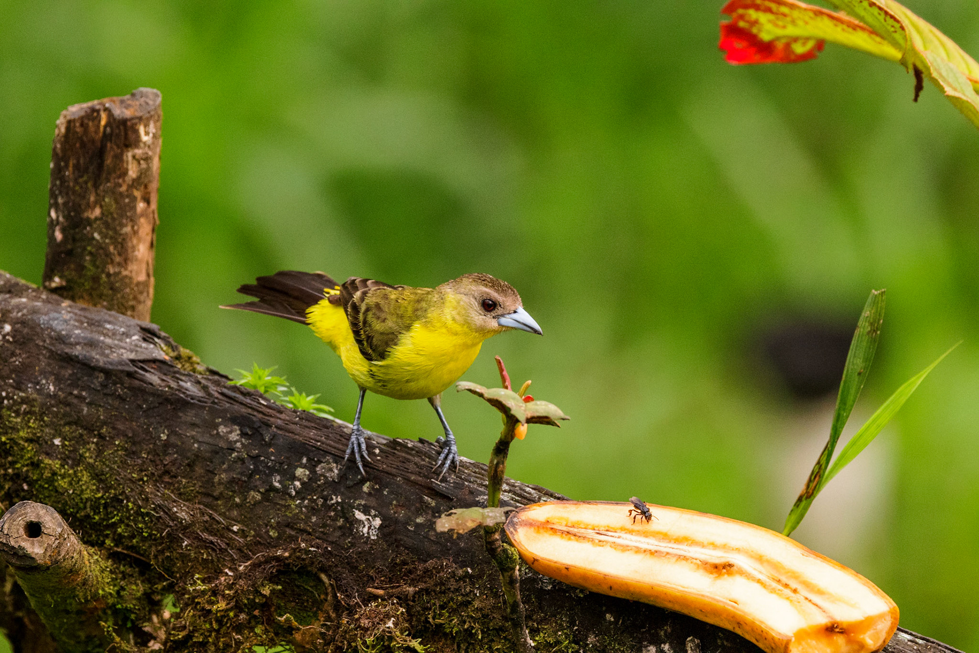 Lemon-rumped Tanager (F)