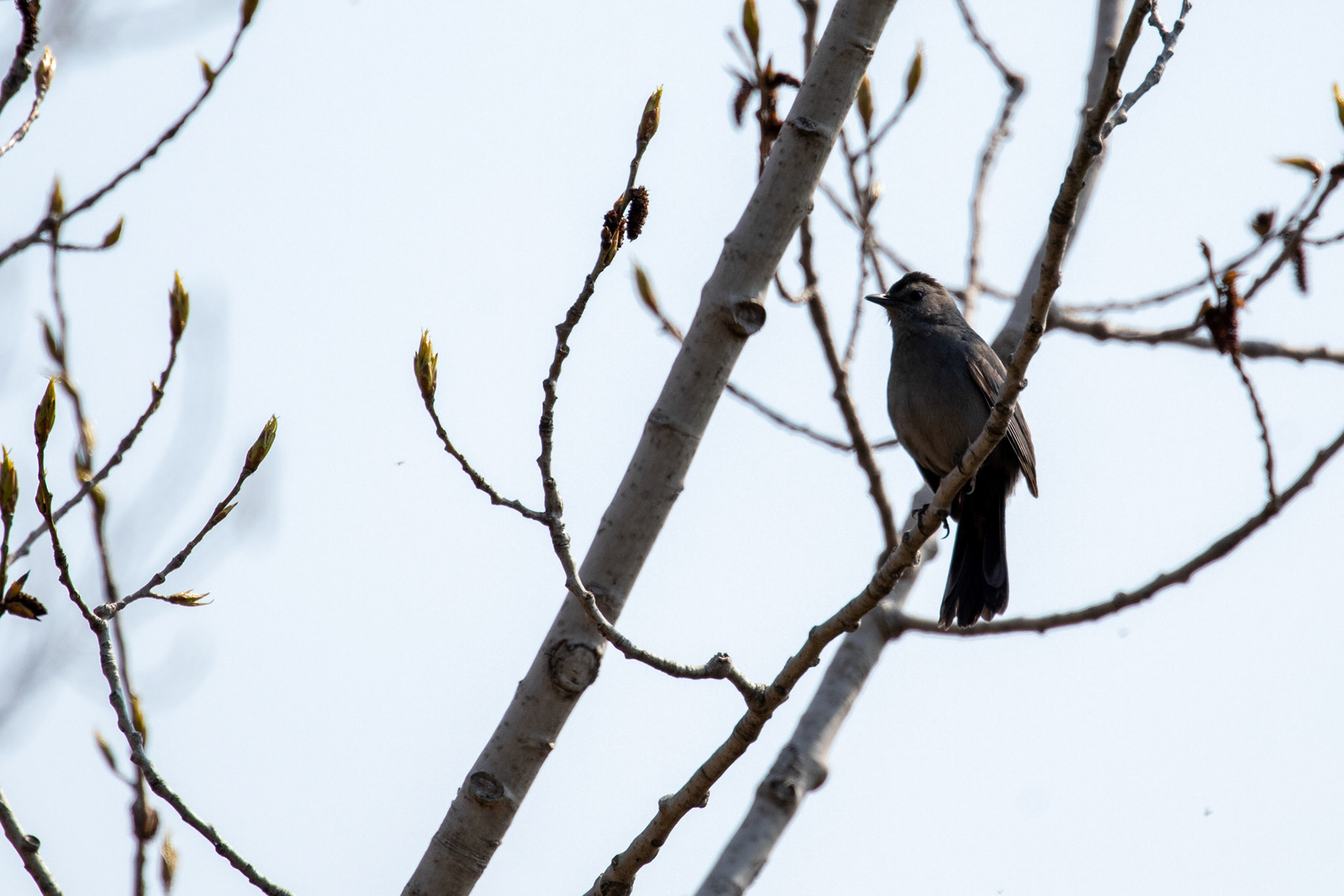 Gray Catbird