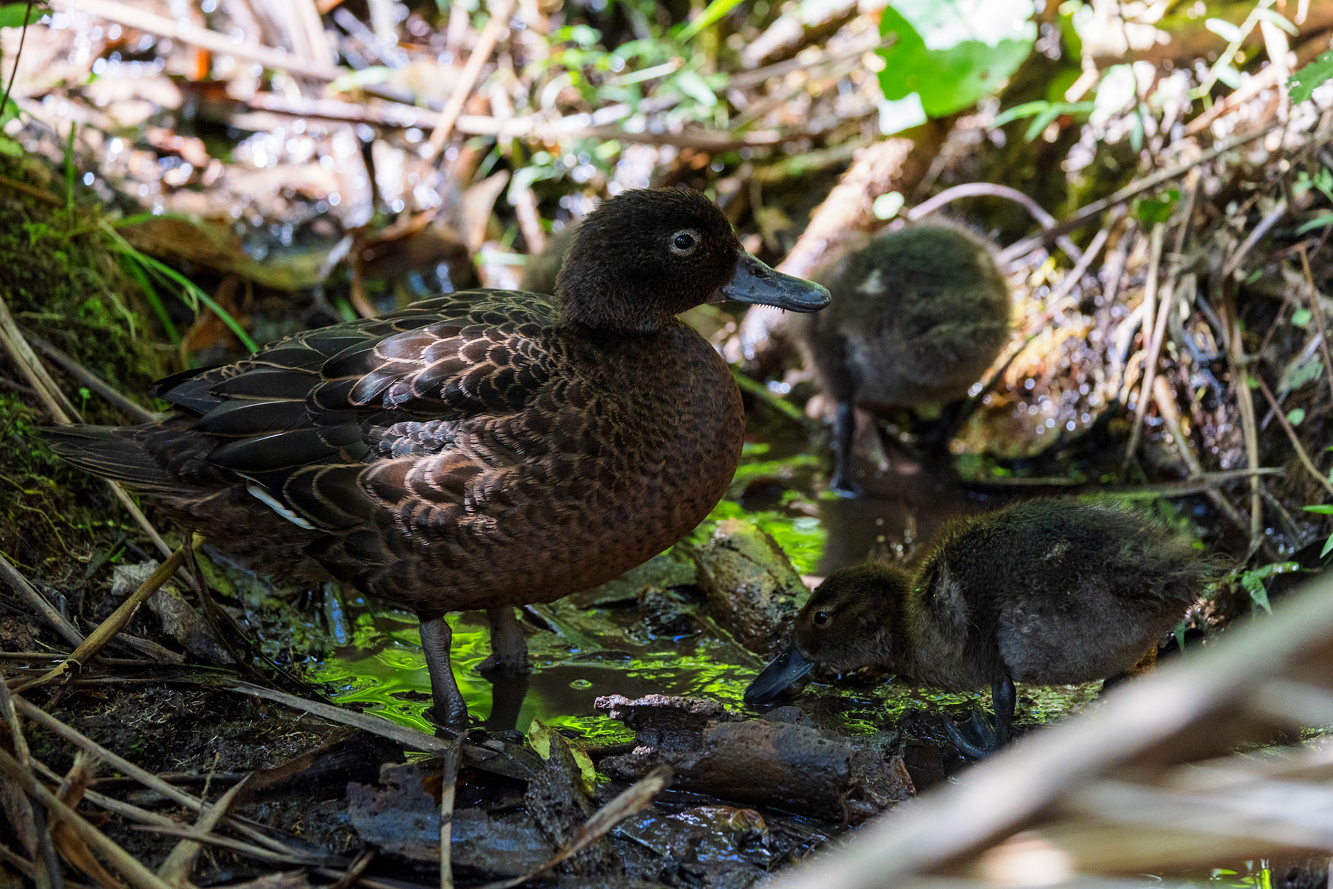 Brown Teal with ducklings