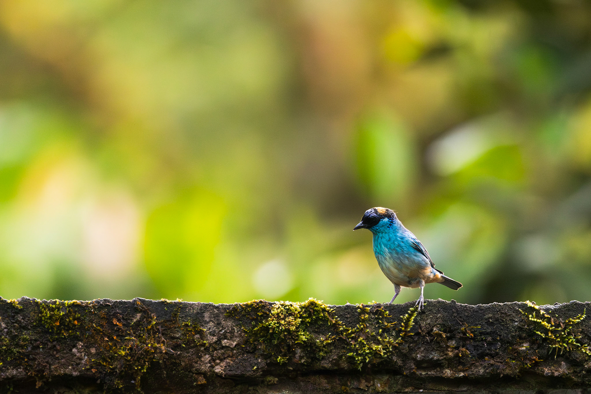 Golden-naped Tanager