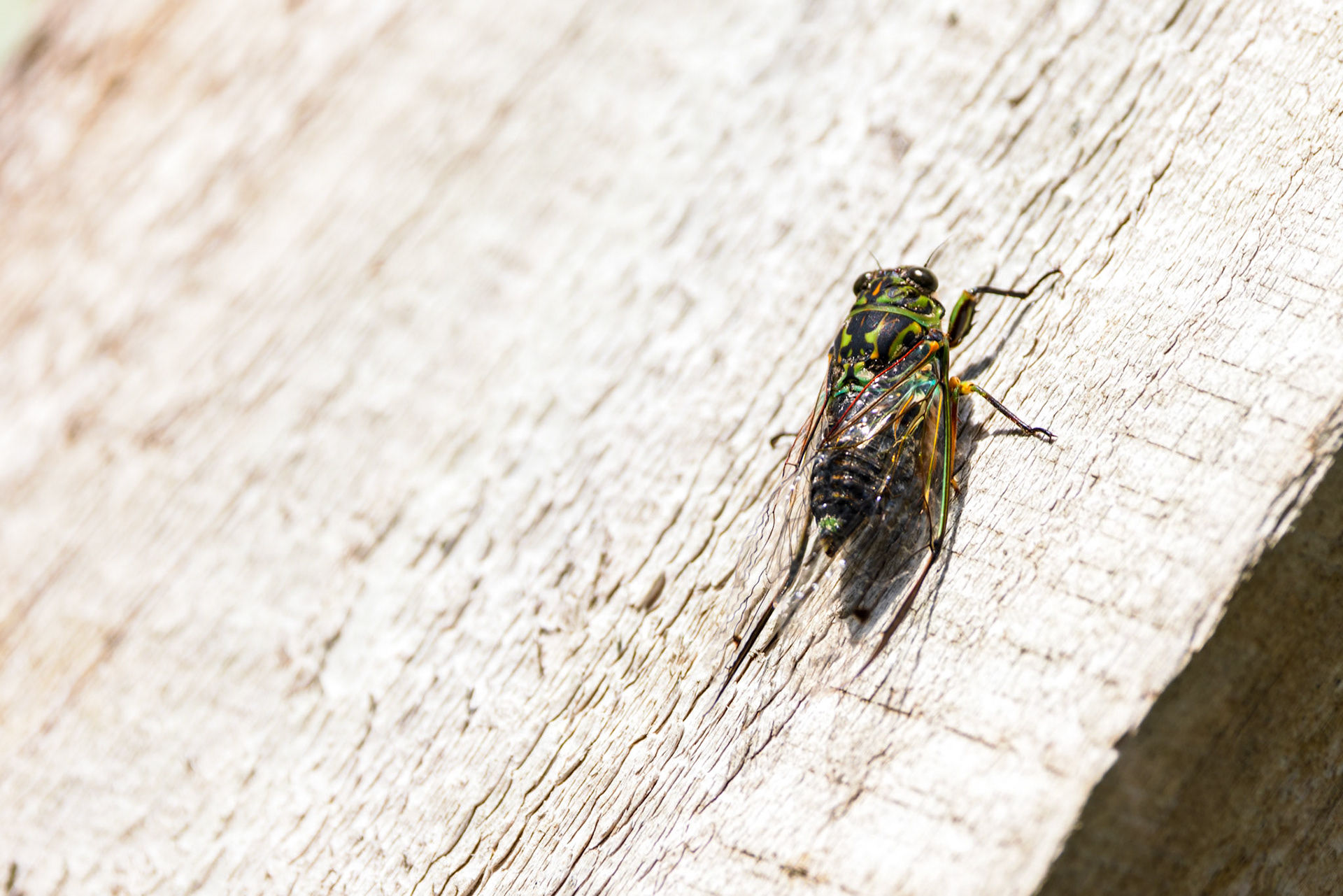 Cicada