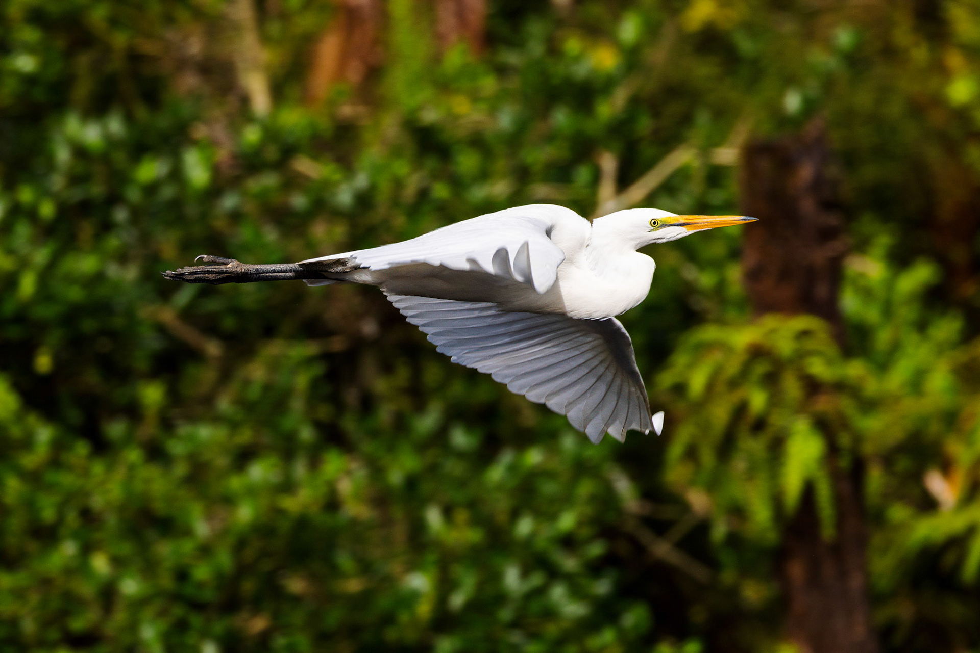 Eastern Great Egret (Immature)