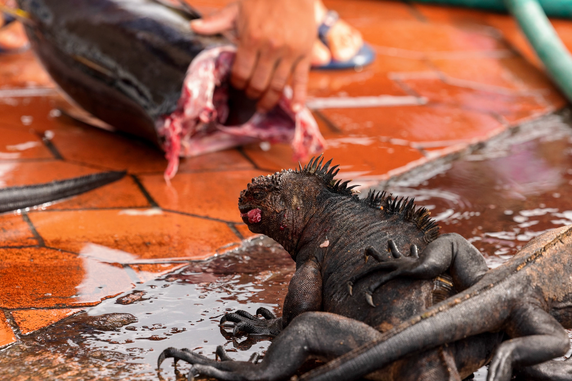 Marine Iguanas are vegetarians - living off of sea algae - but this one has developed a taste for tuna
