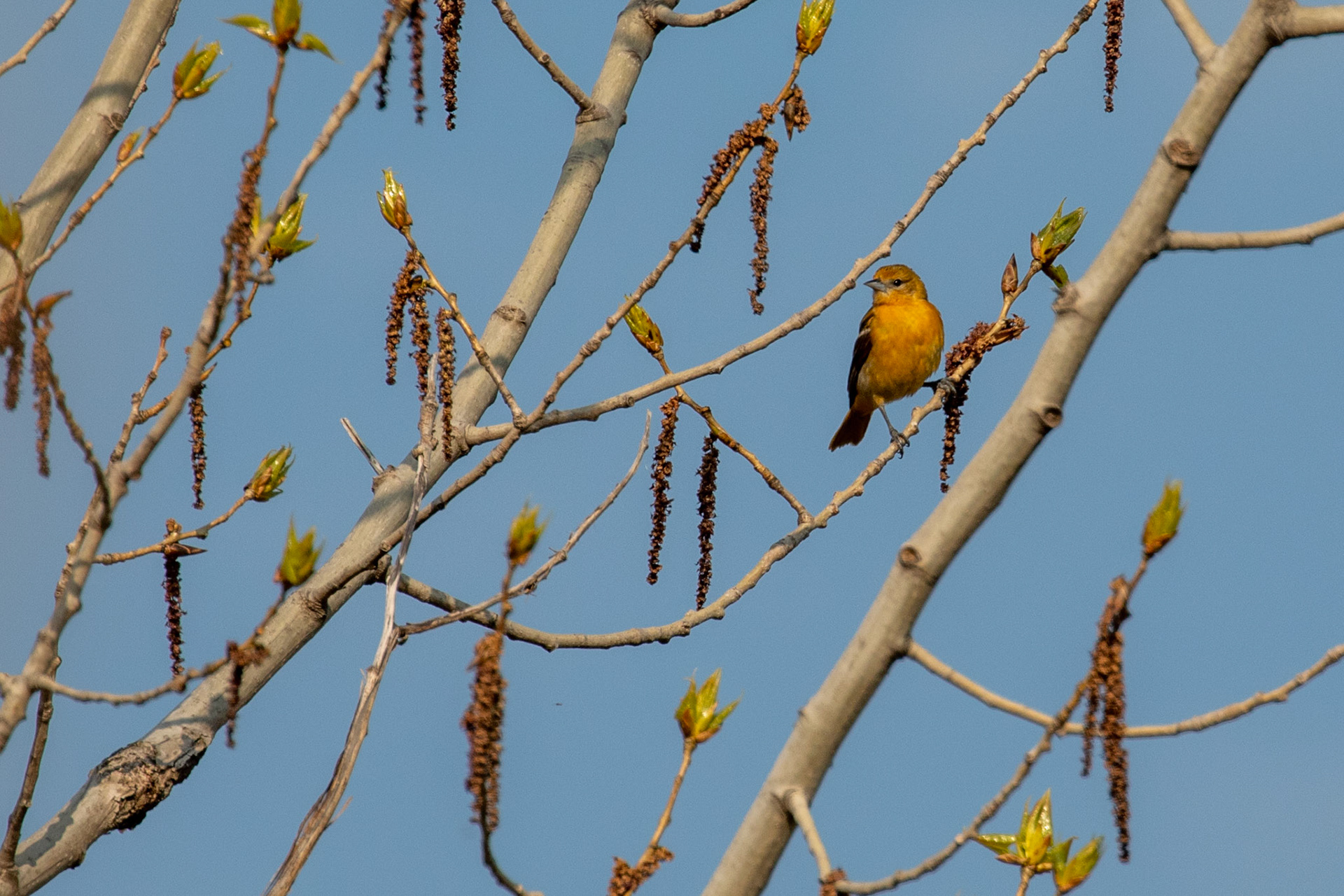 Baltimore Oriole (F)