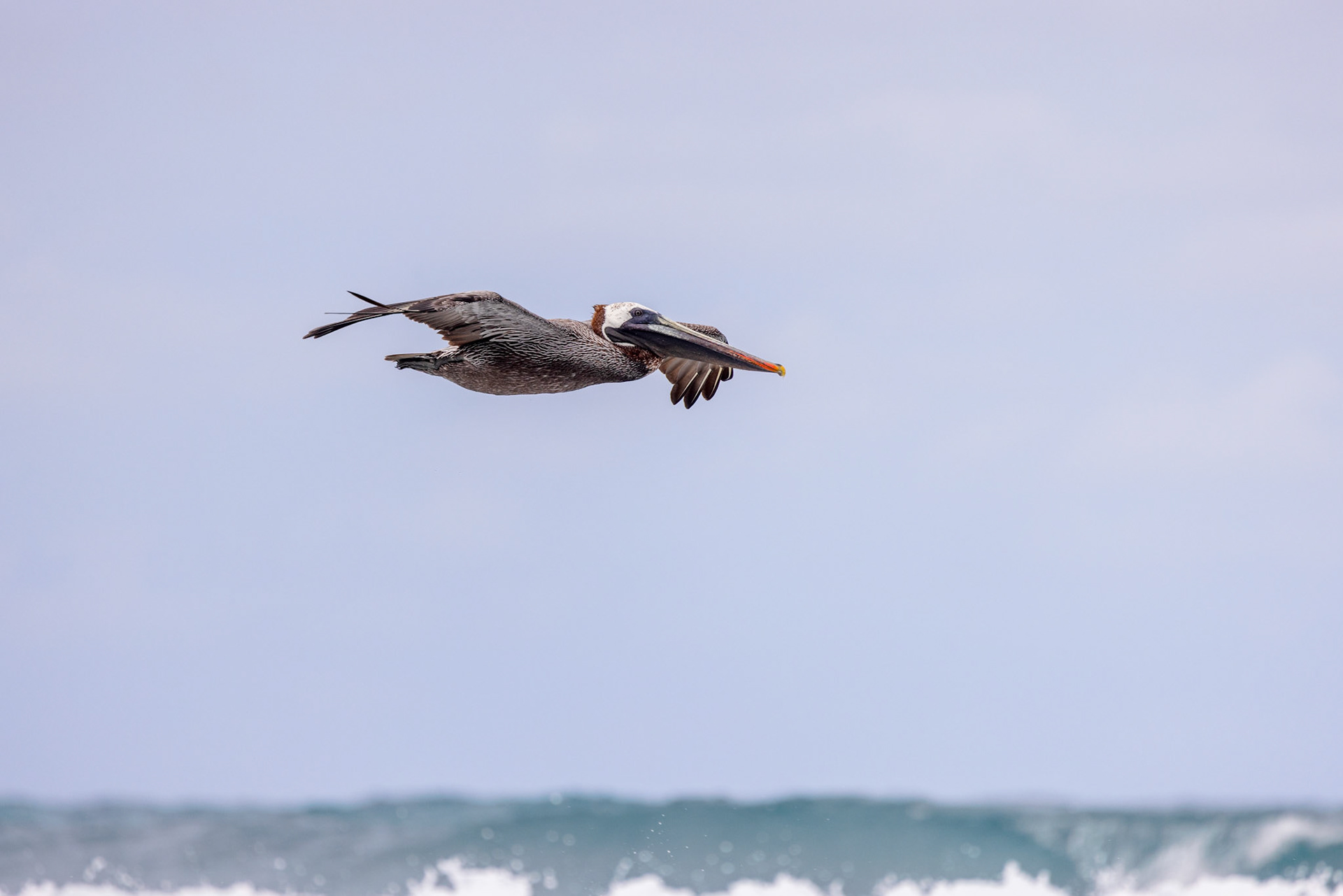 Brown Pelican